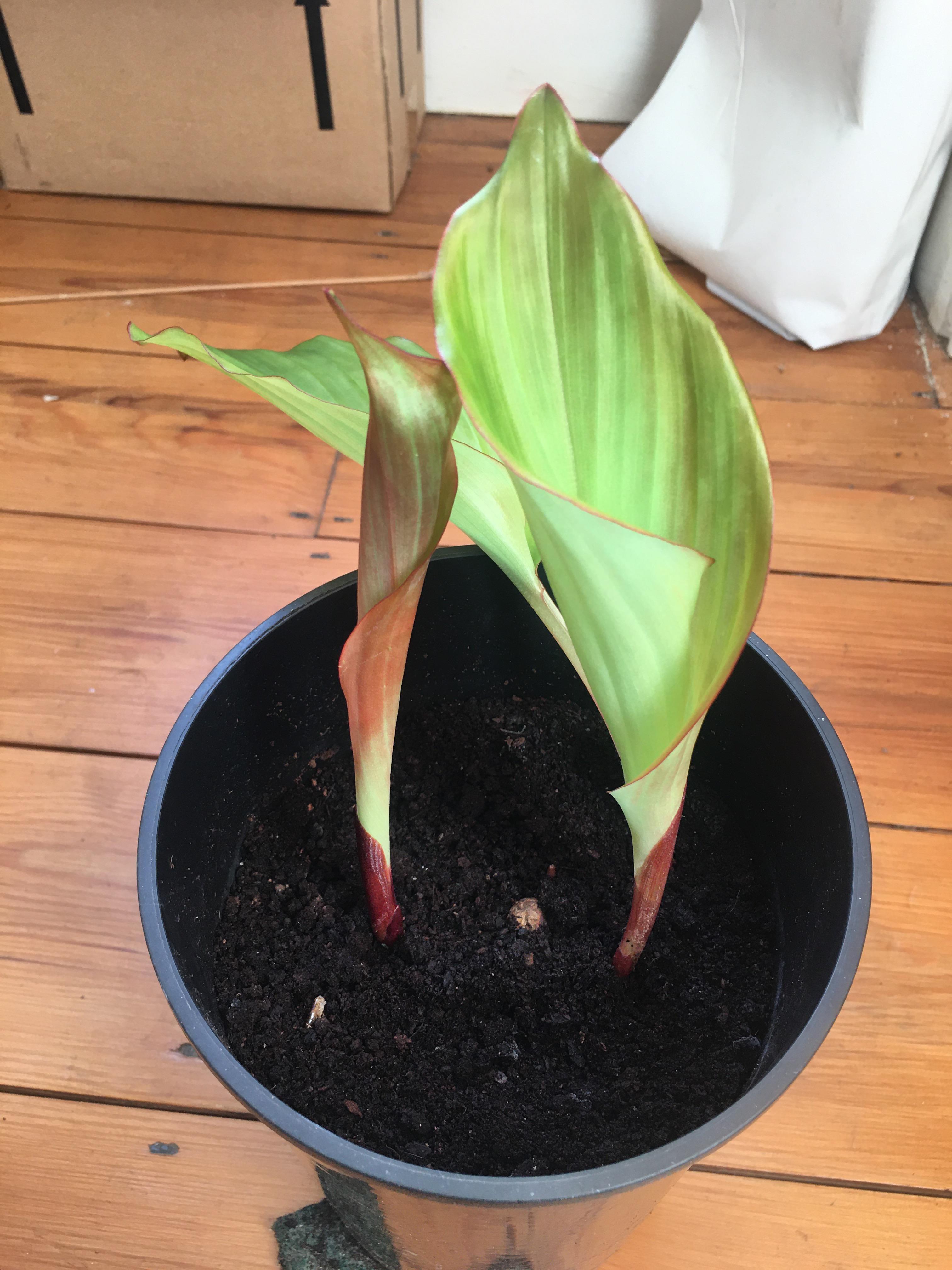 Anyone tried growing black ginger r/plants