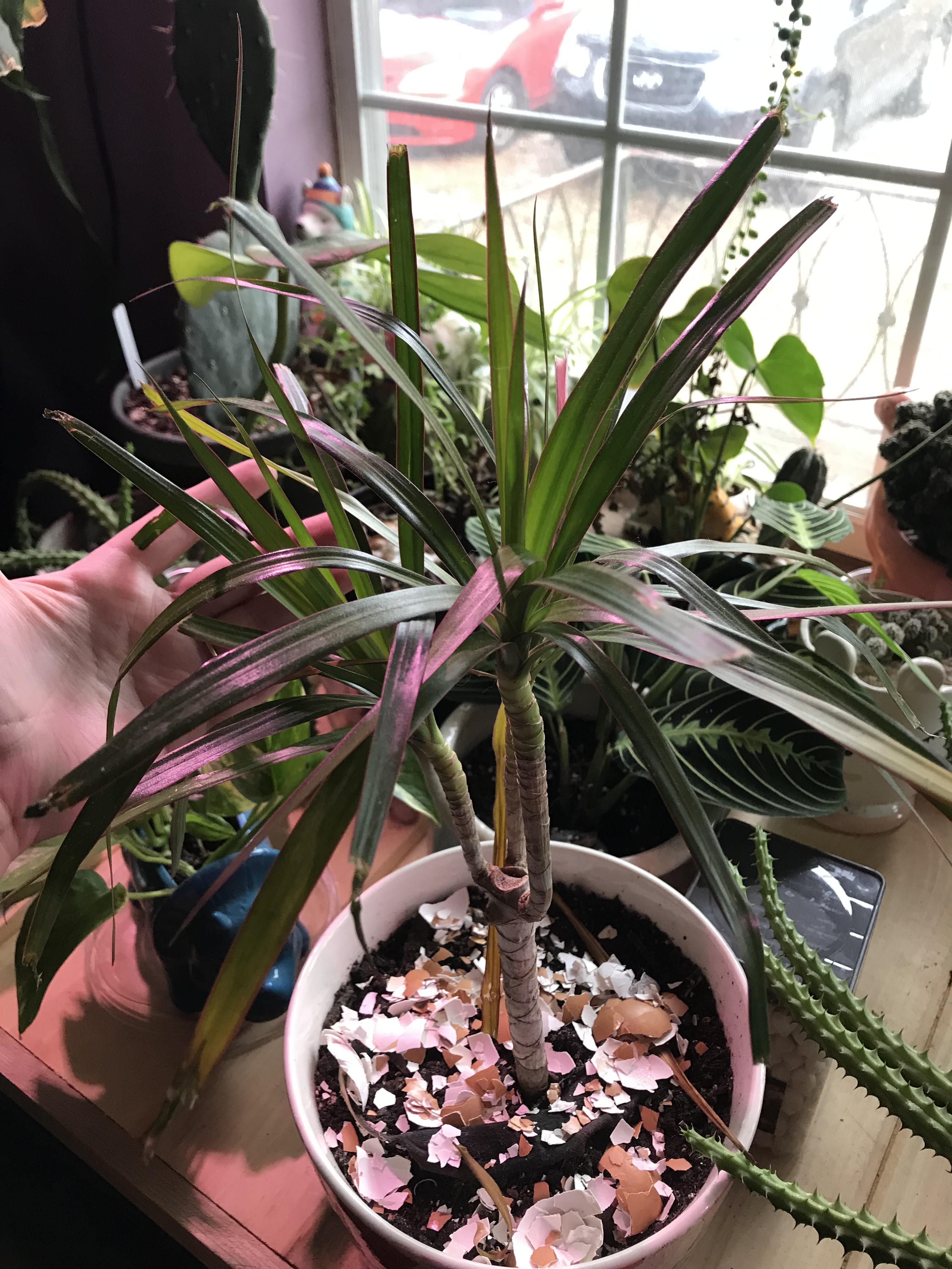 Dragon Tree leaves yellowing and falling off. Help please ( water it