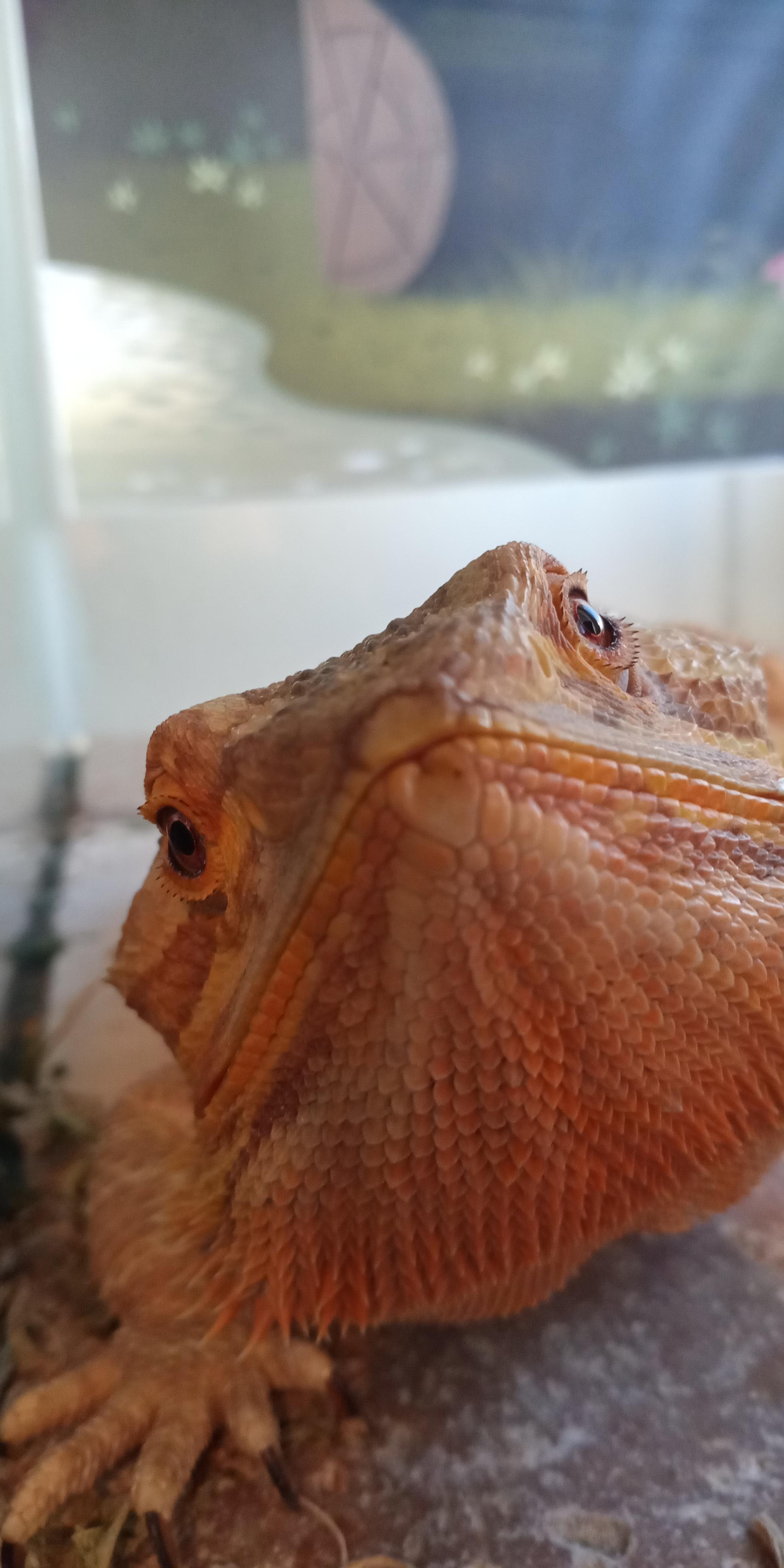 Grommet being curious r/reptiles
