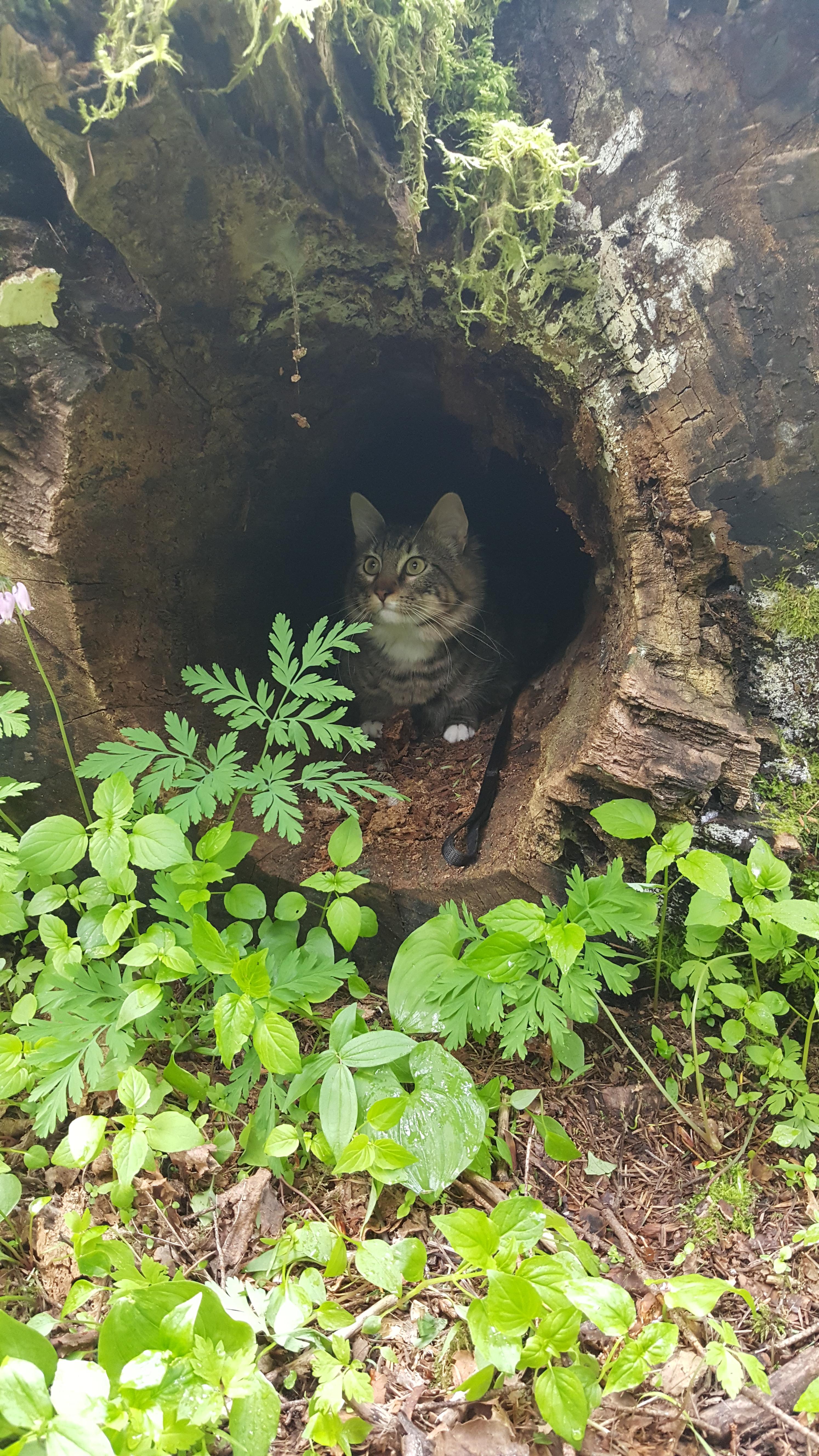 Cat in a hollow tree r/aww