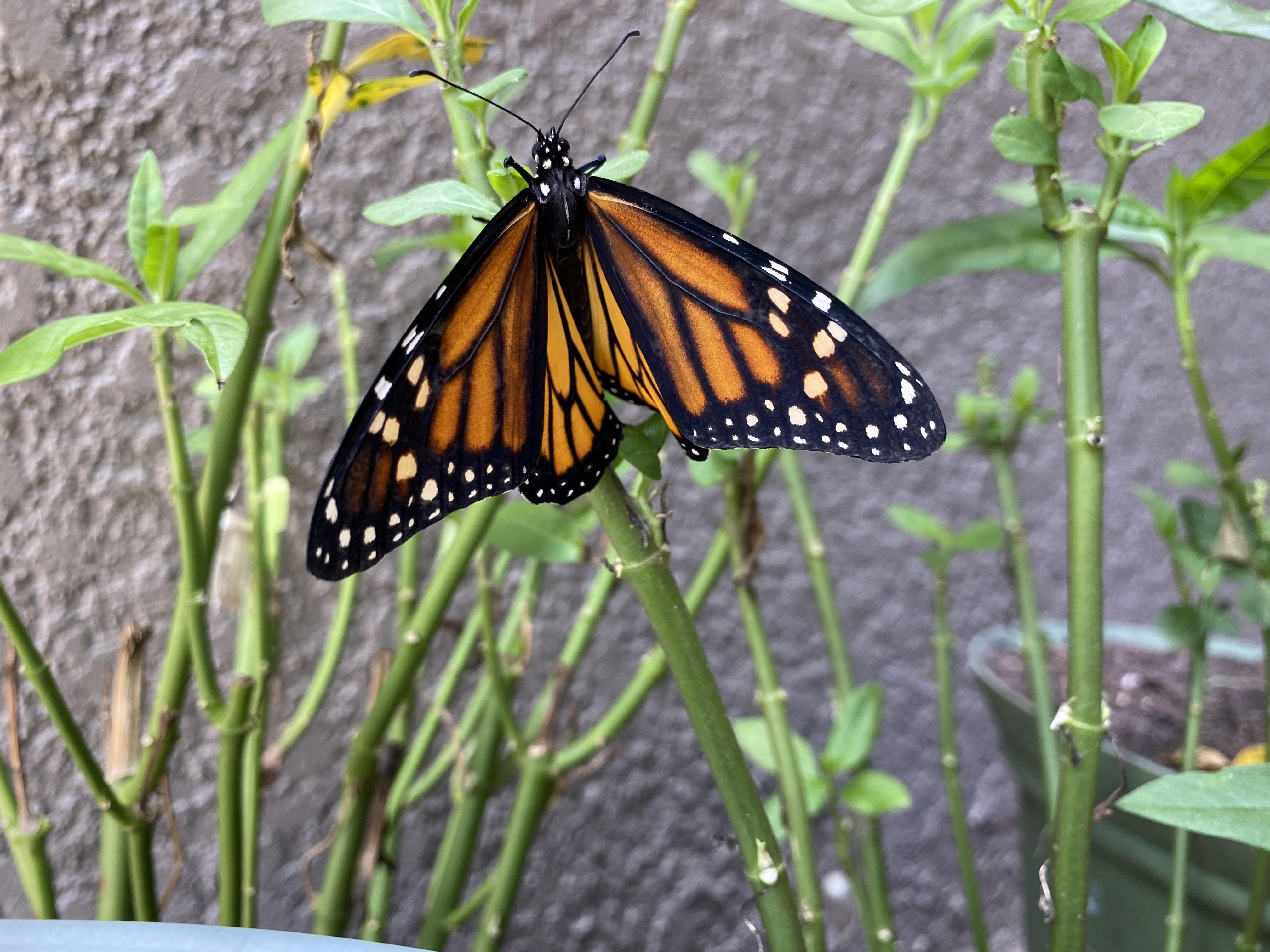 Monarch butterfly shortly after hatching r/wildlifephotography