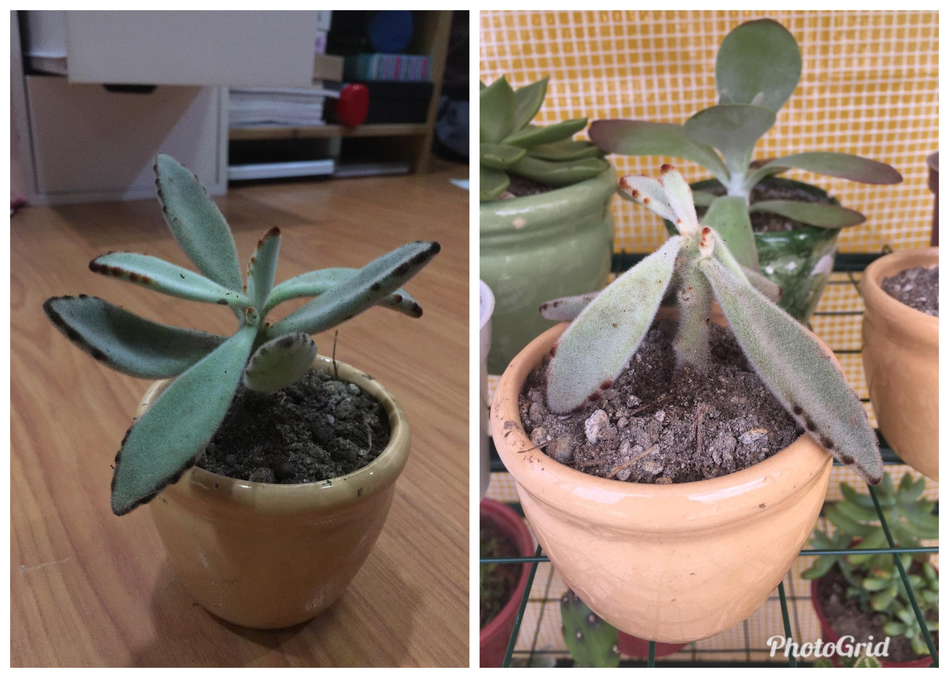 Welp, my new Panda Plant is drooping. Can I still save it? r/succulents