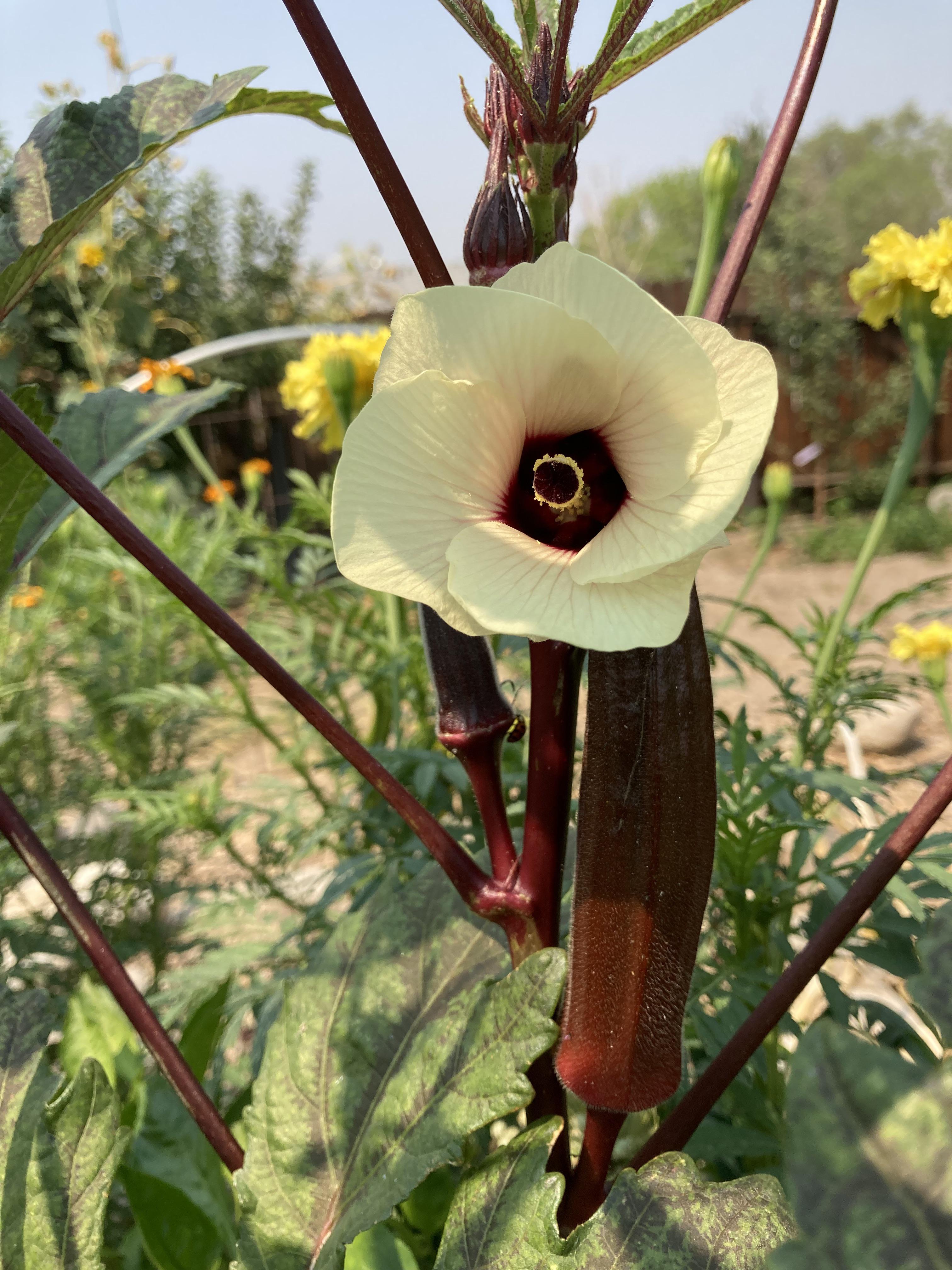 Red Burgundy Okra Flower r/gardening