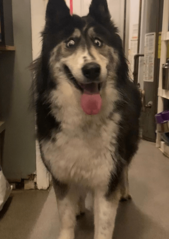 A smile from reddit's new favorite husky Jubilee! r/aww