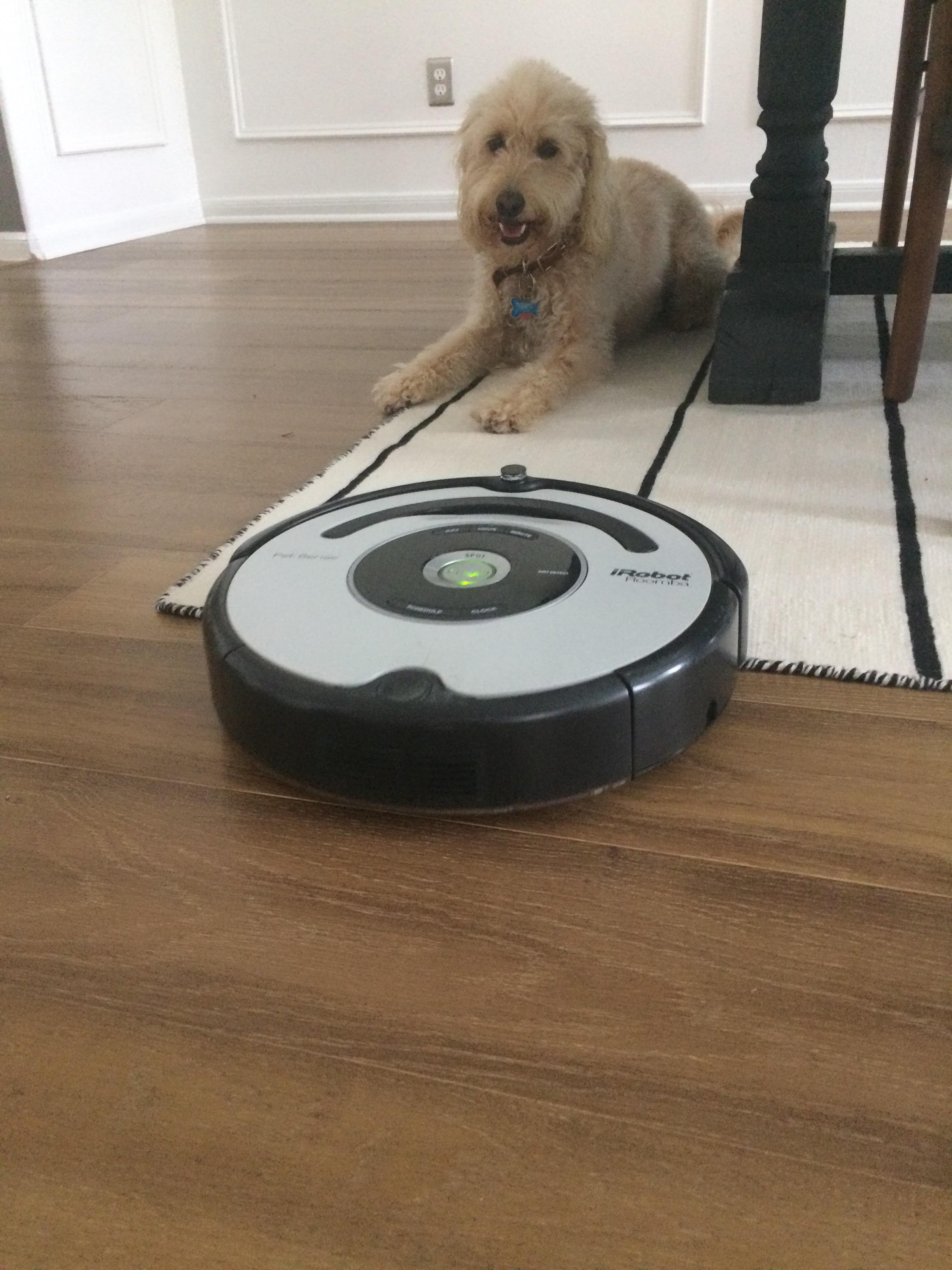 I DID IT; I GOT A NEW GERMAN DOG SHEPARD; EXCUSE MY ROOMBA IN THE