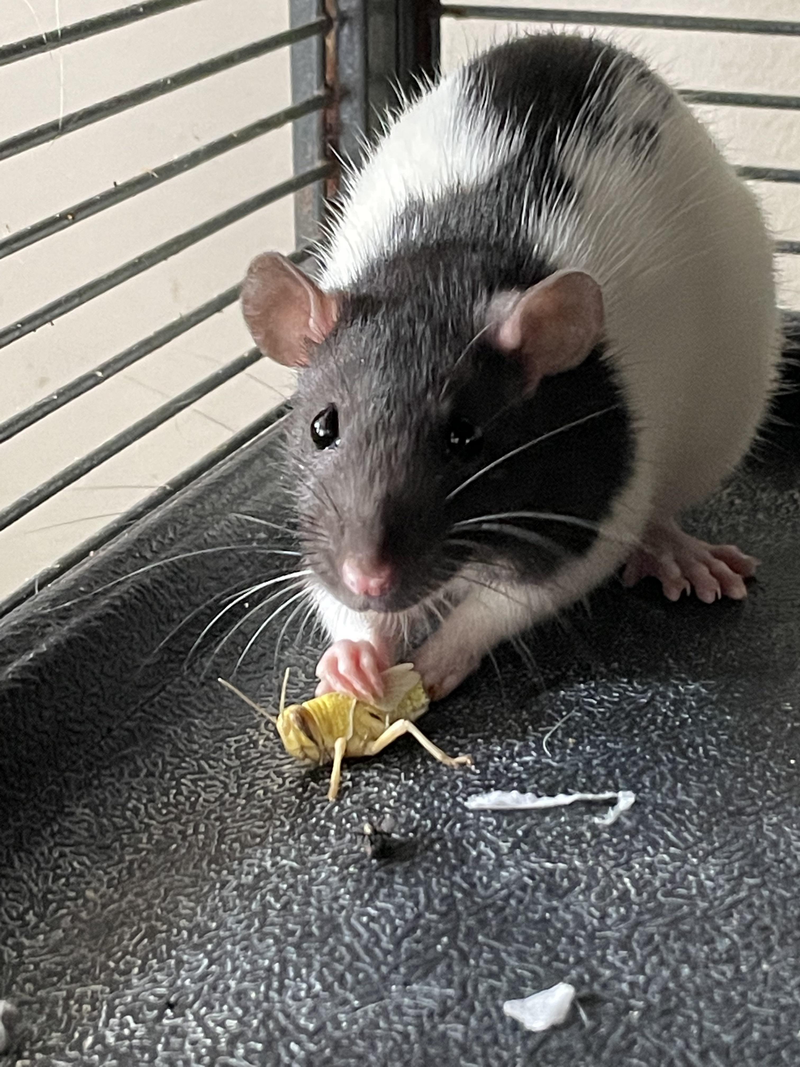 Pickle’s First Hopper! r/RATS