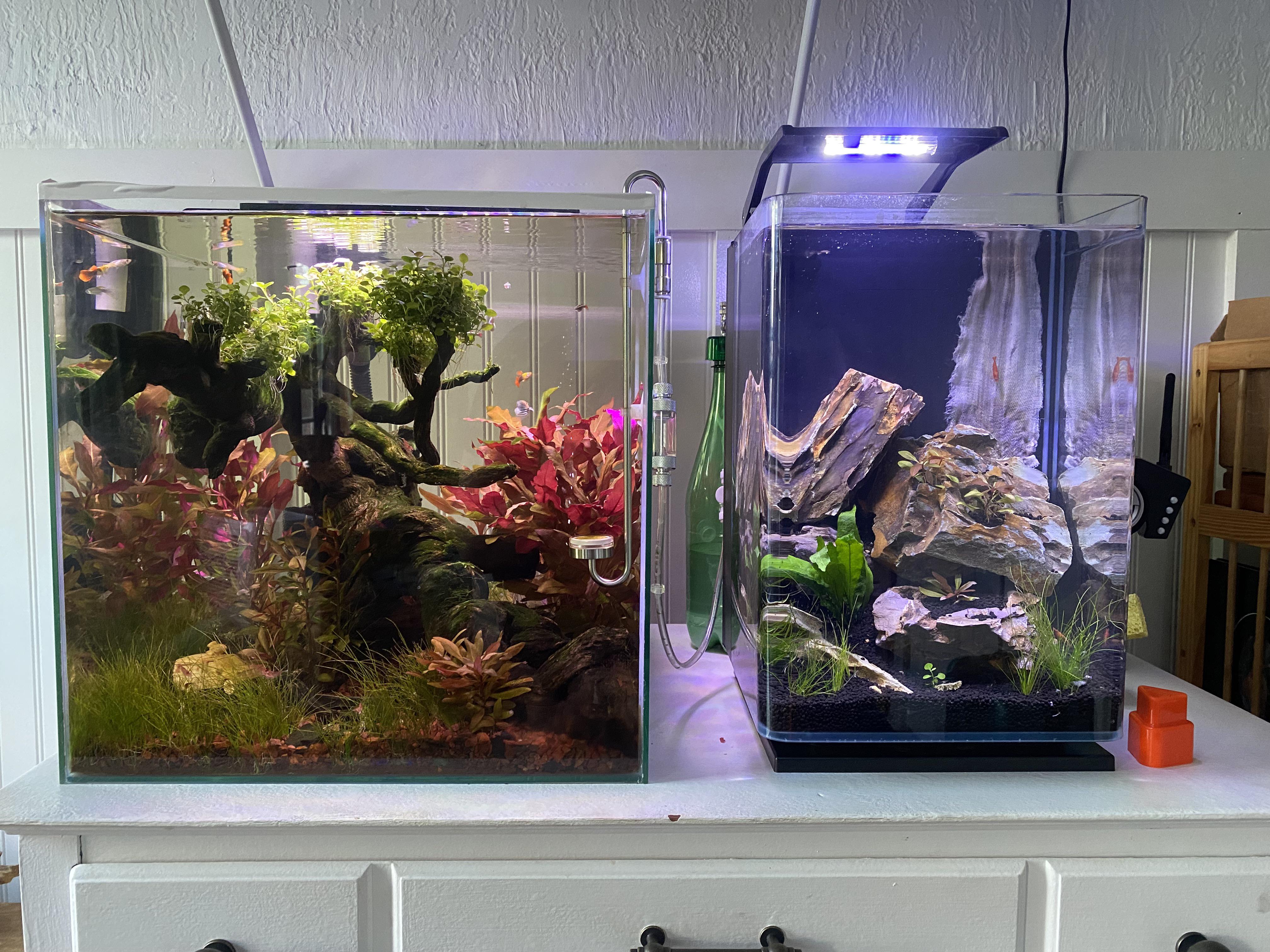 15 gallon Bonsai 5 Gallon shrimp tank r/Aquascape