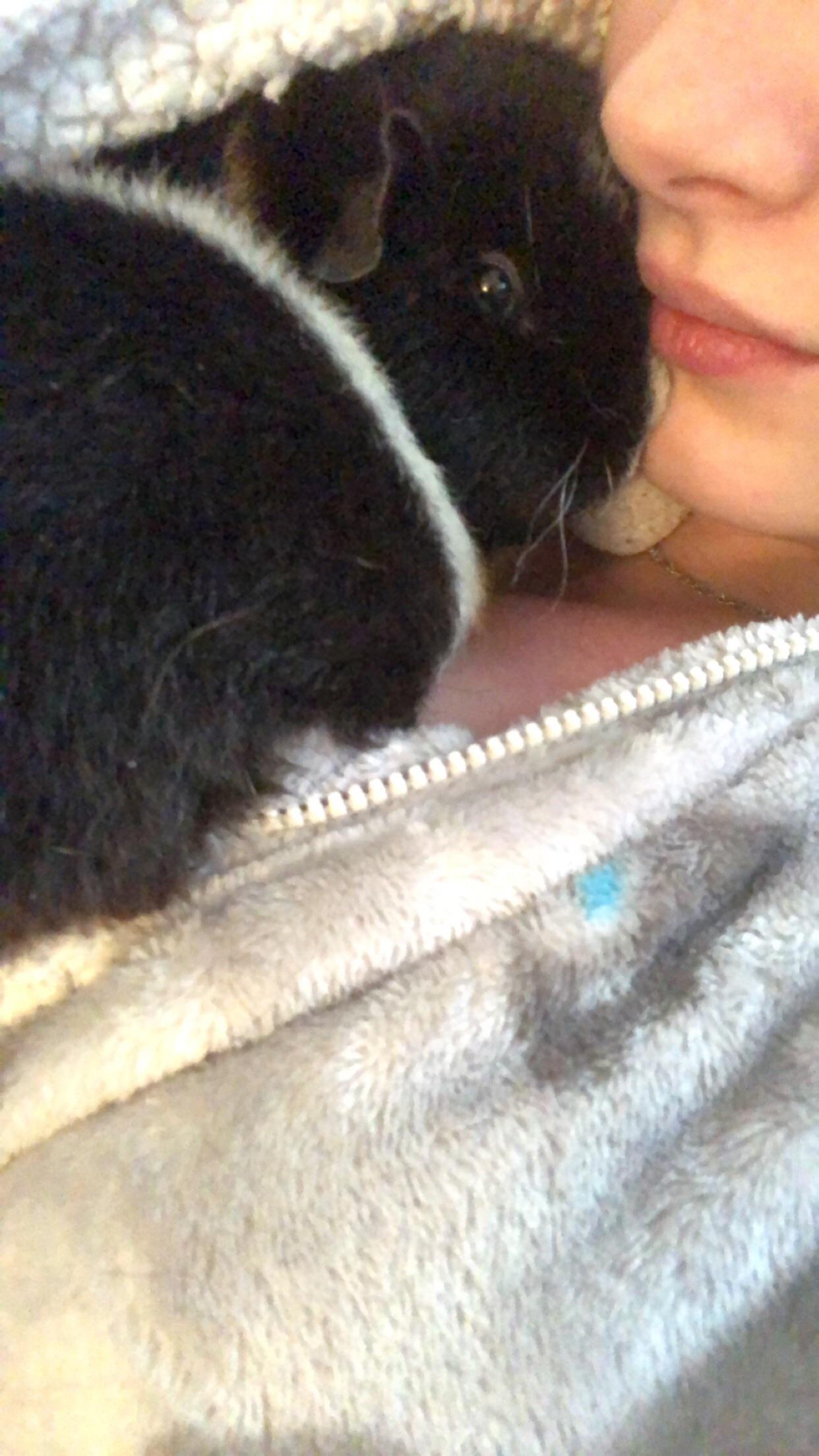 My guinea pig loves to snuggle r/aww