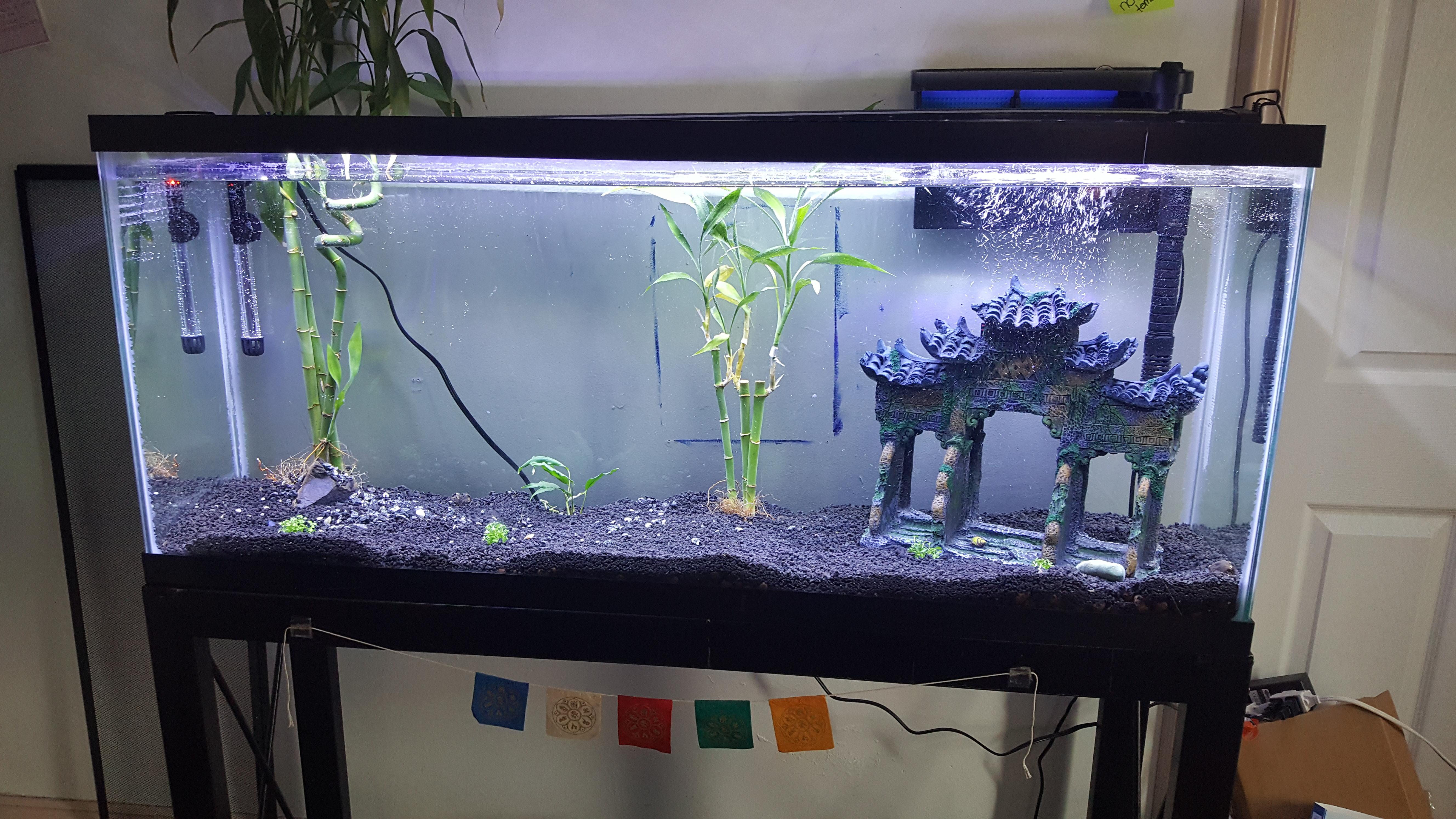 My first planted tank ever, 55 gallons for my betta and African Dwarf