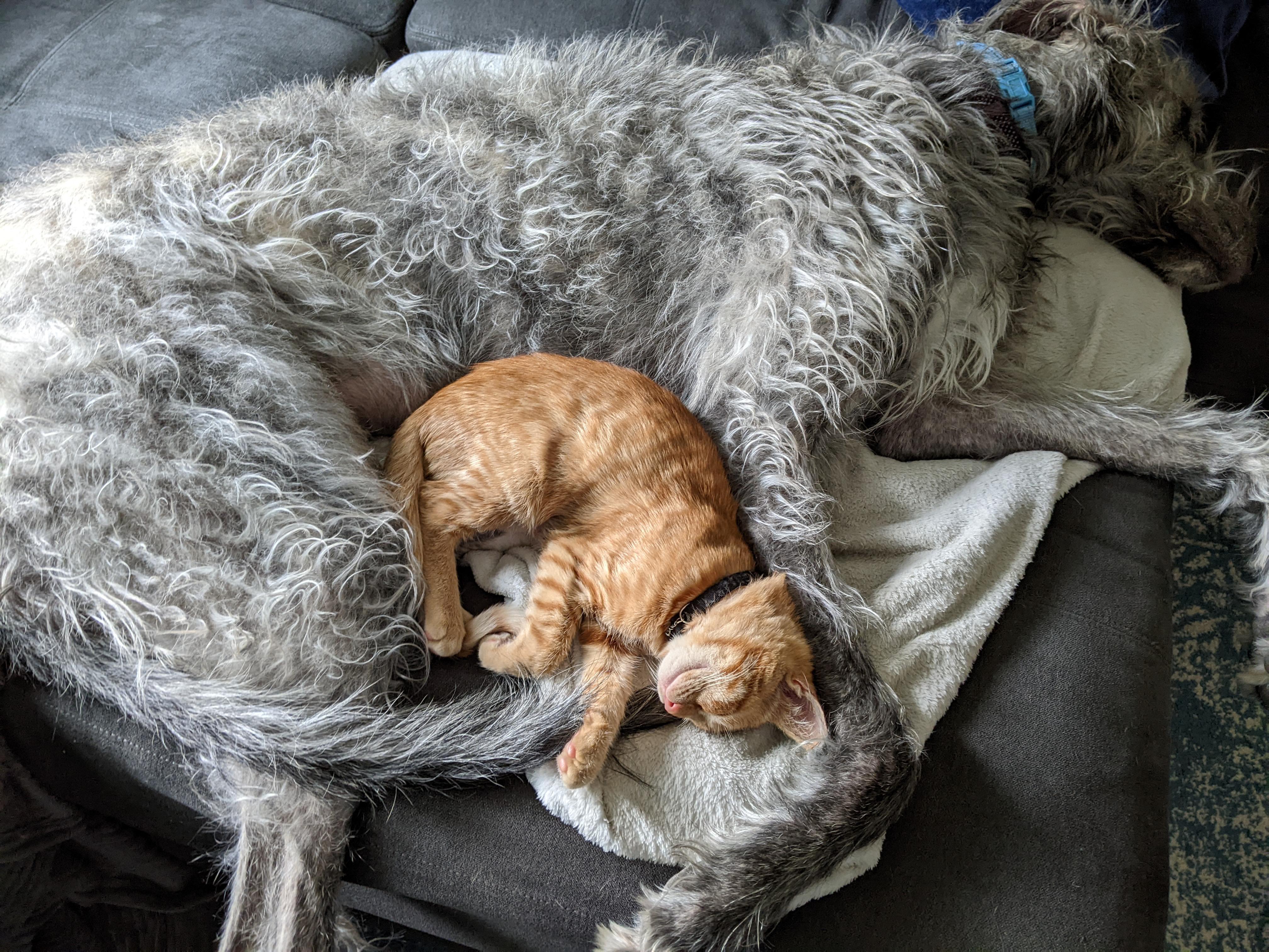 One year old Irish wolfhound with a four month old foster kitten. Cuddle buddies! r/aww