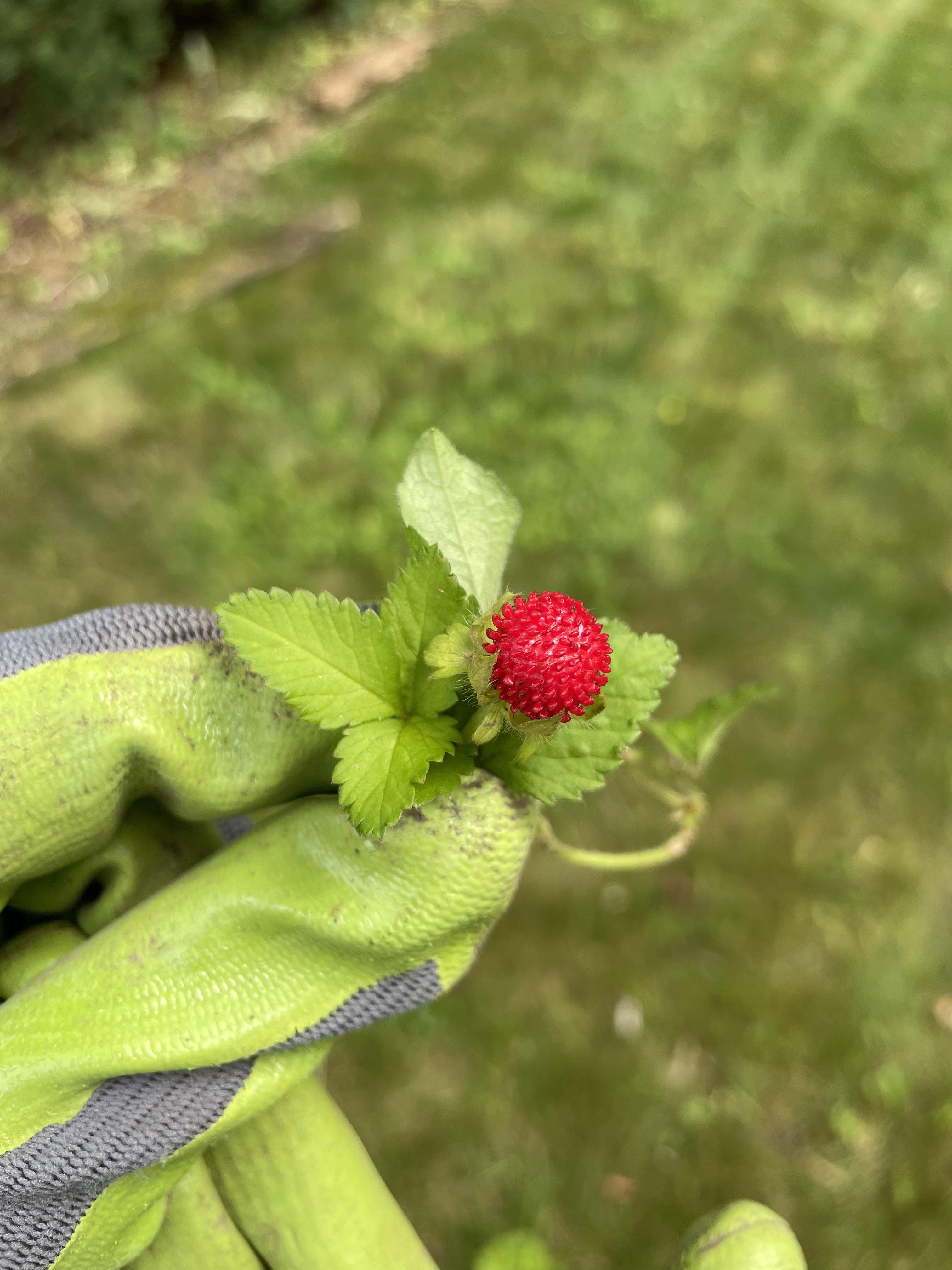 What are these adorable berries that grow in my yard? (Michigan) r