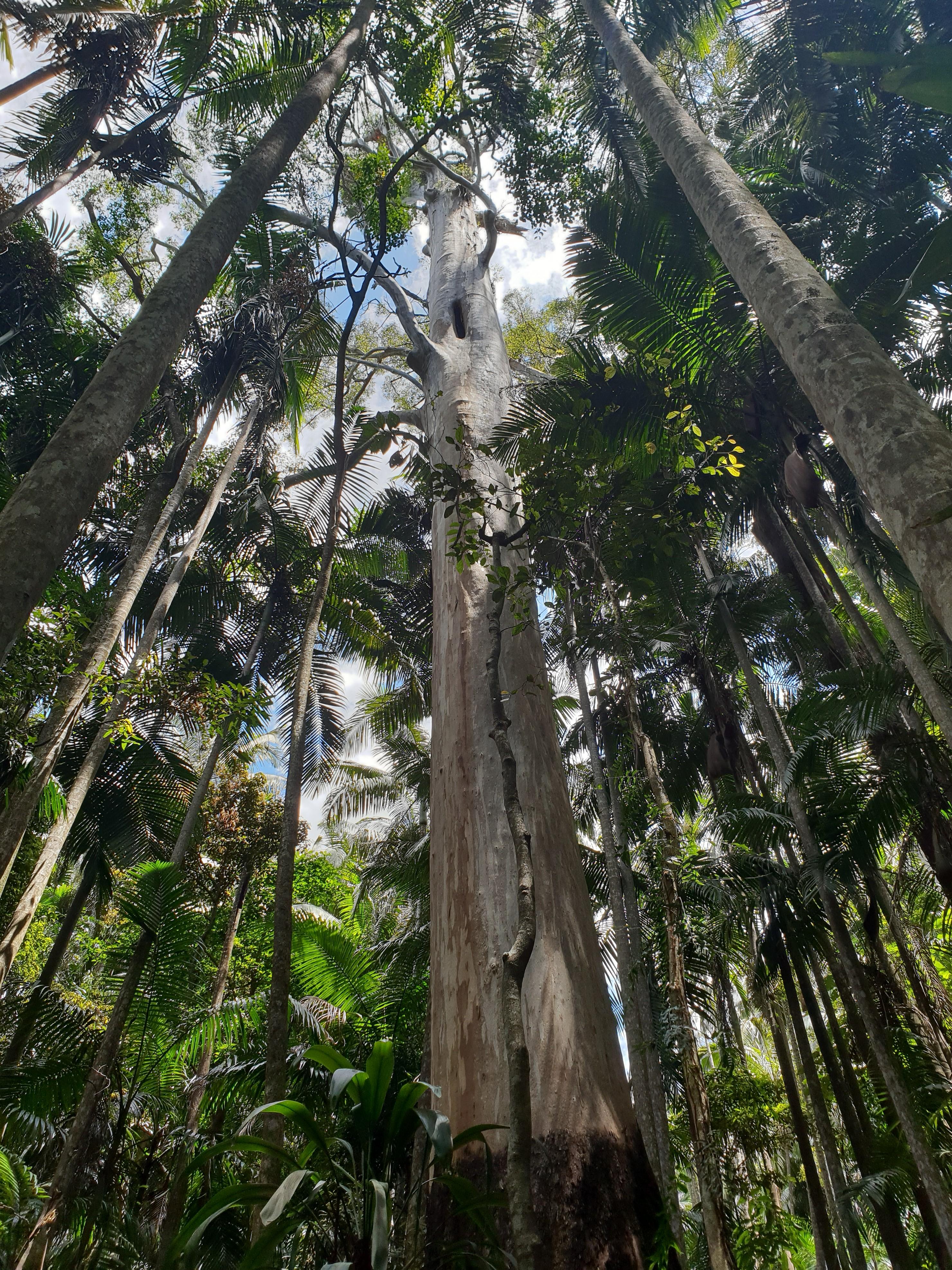 Sunday Mt Tamborine r/brisbane