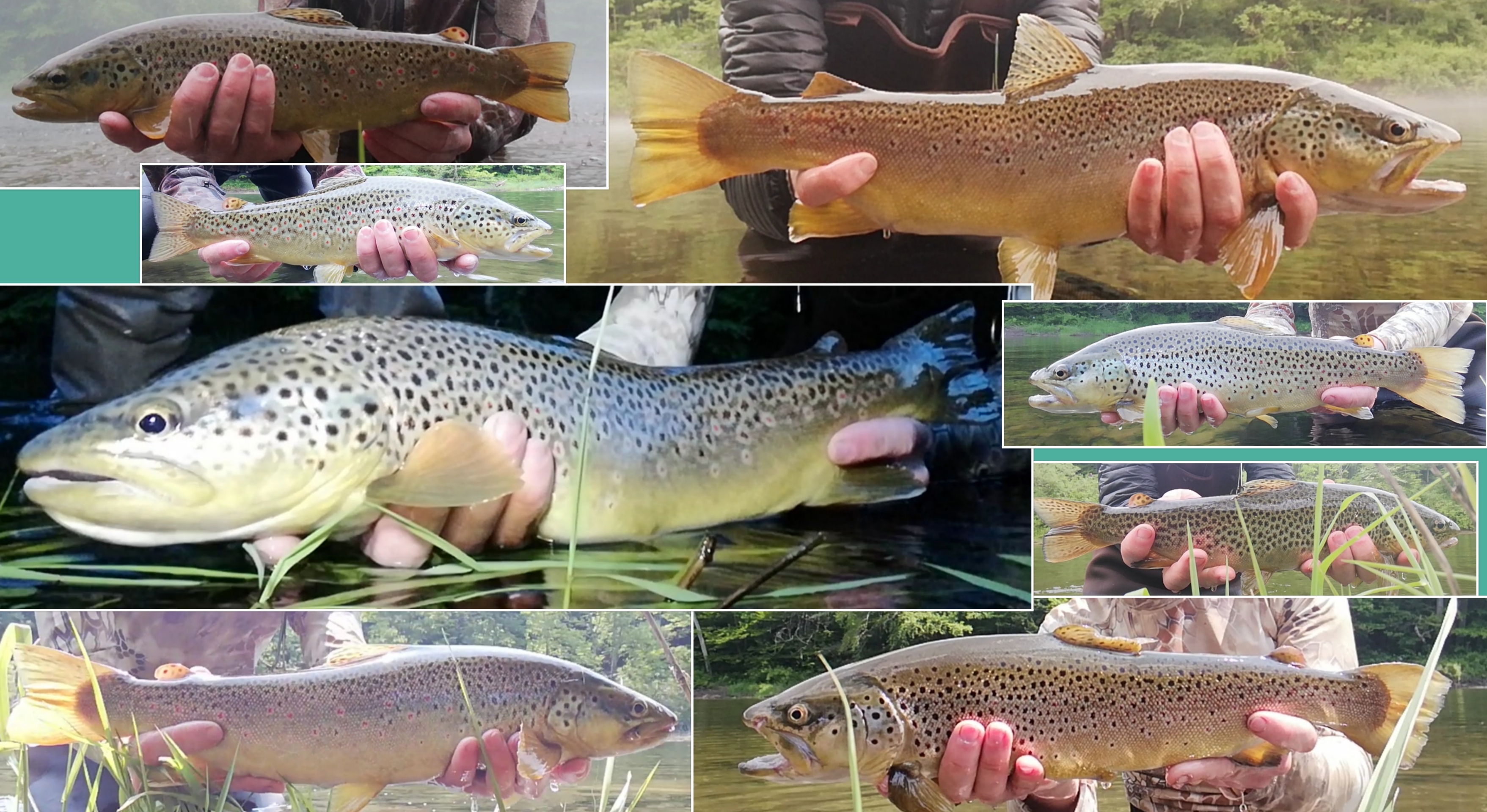 dry fly fishing upper east branch delaware river (new york, usa); fair chase wading fish r