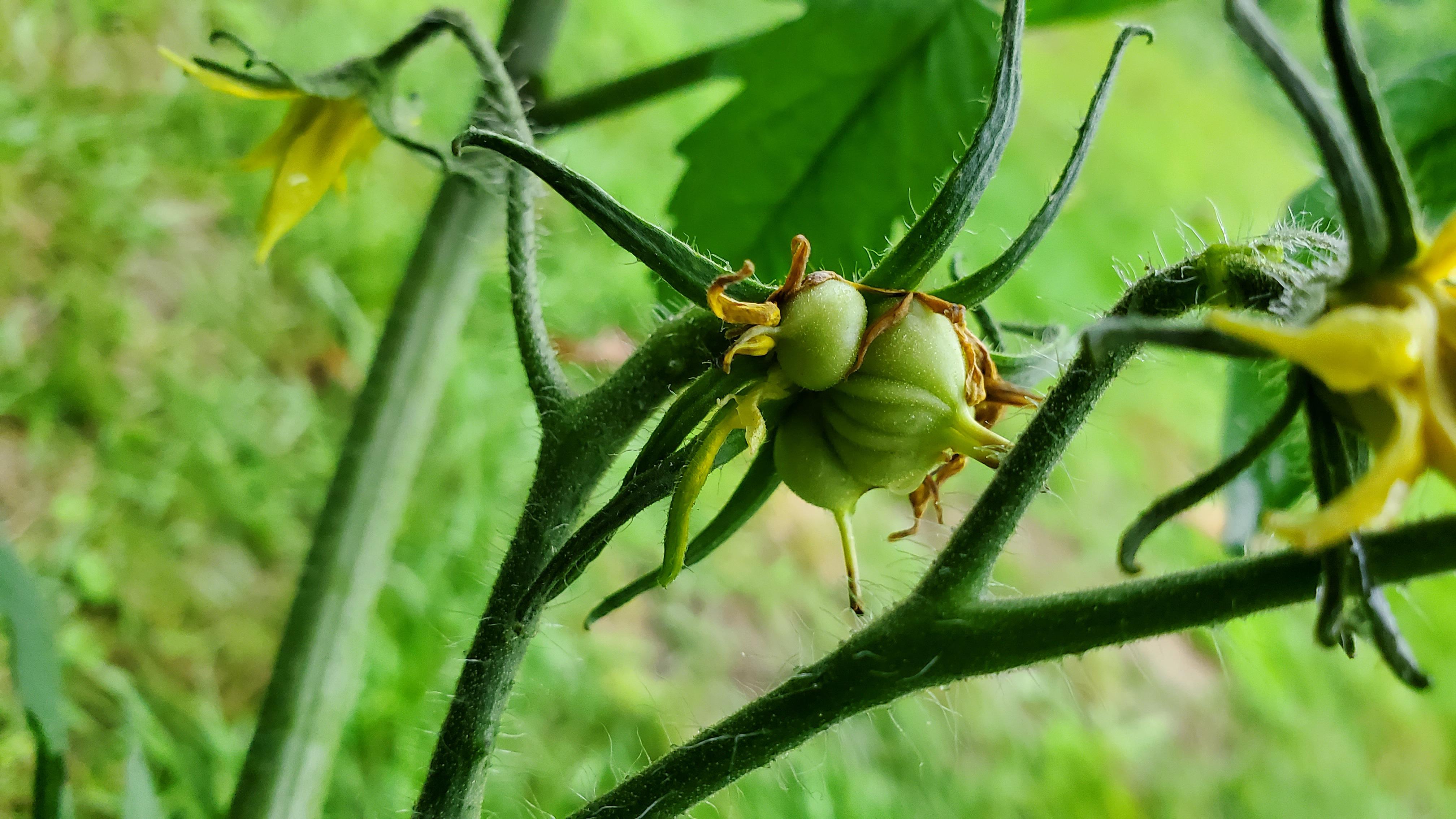 Many of my tomato plants have double flowers but today I found a triple