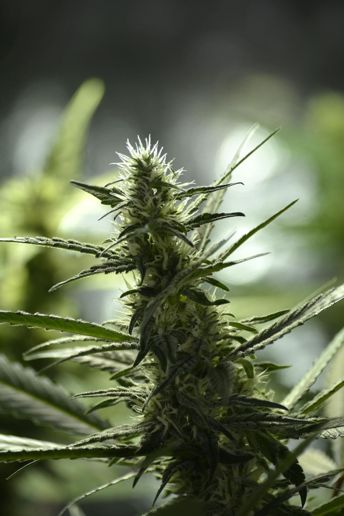 Killimanjaro landrace Sativa D42F r/microgrowery