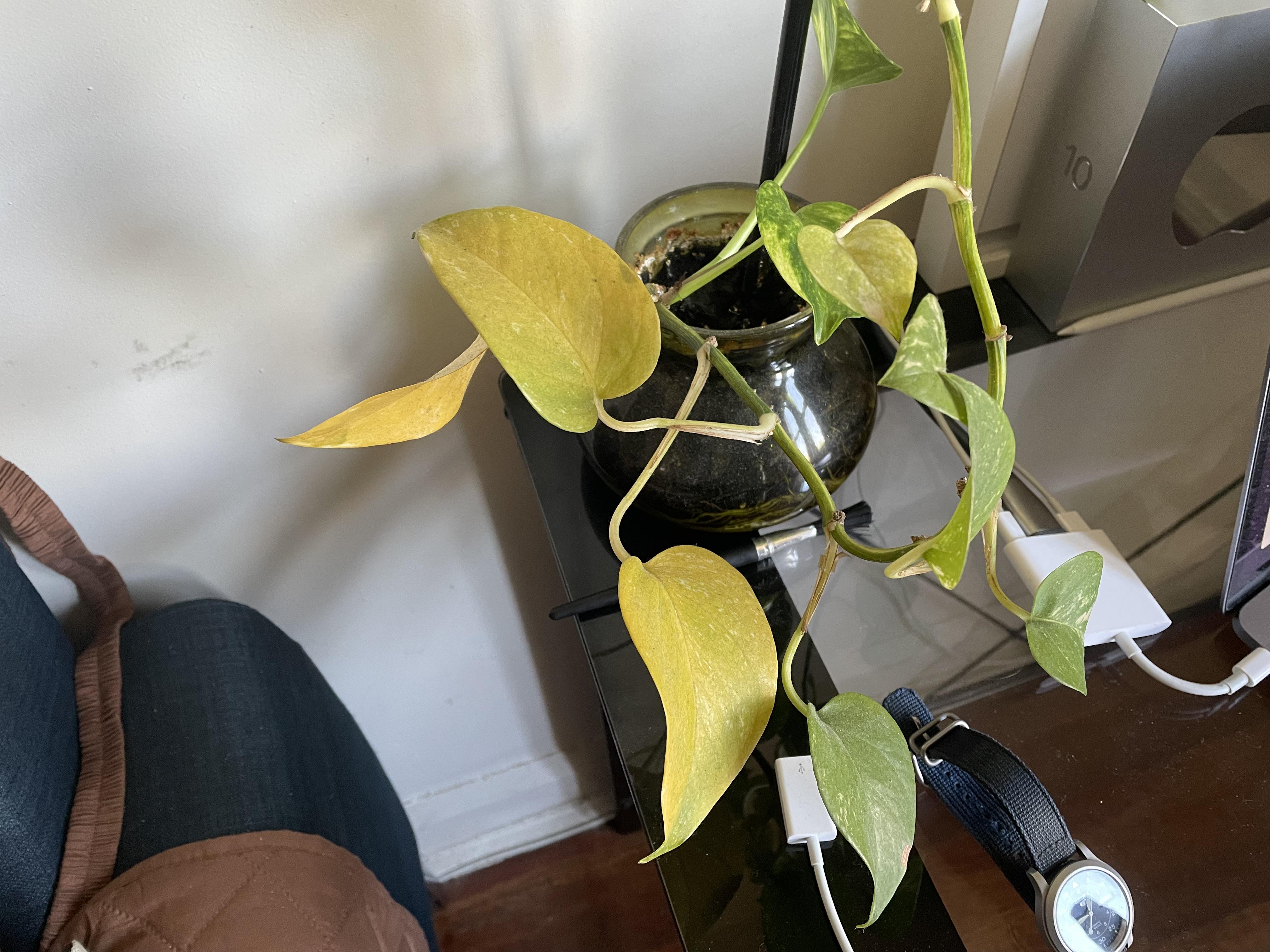Why is my plant turning yellow? ☹️ r/houseplants