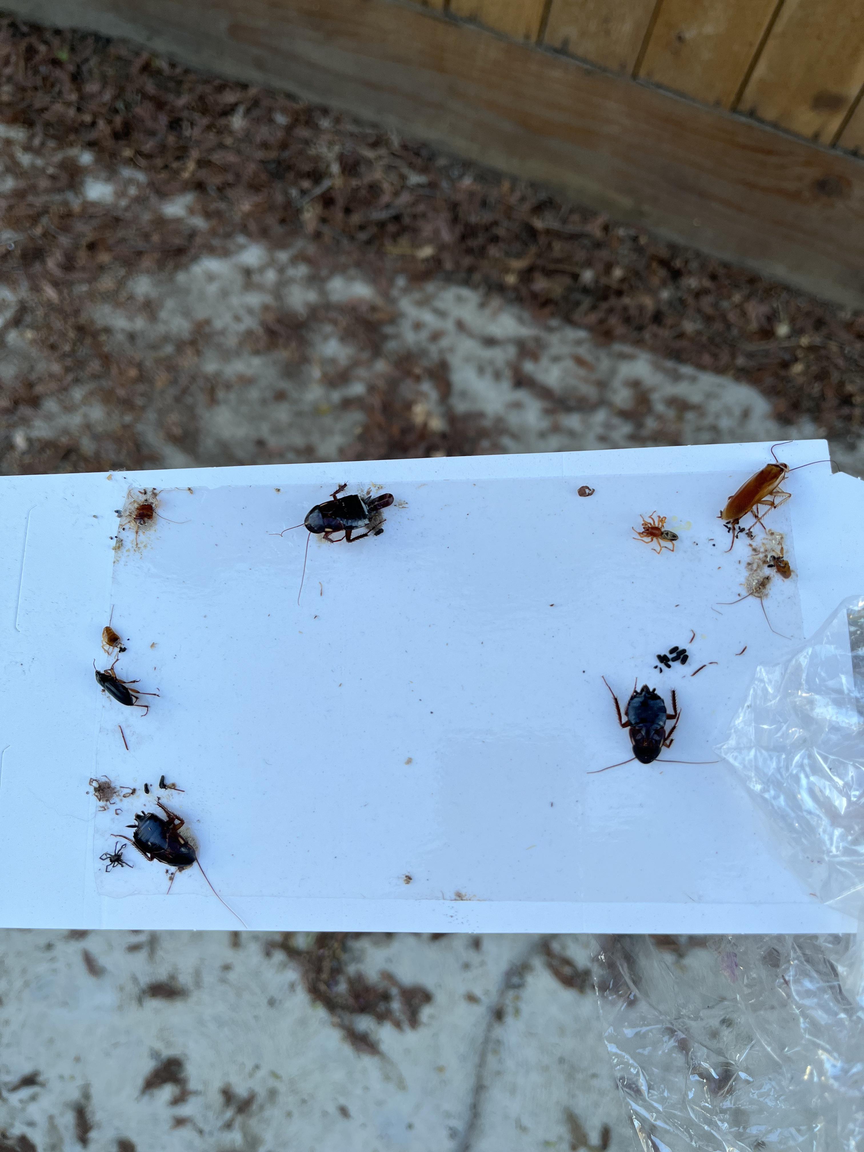 What kind of roaches am i dealing with here? Looks like at lease 2