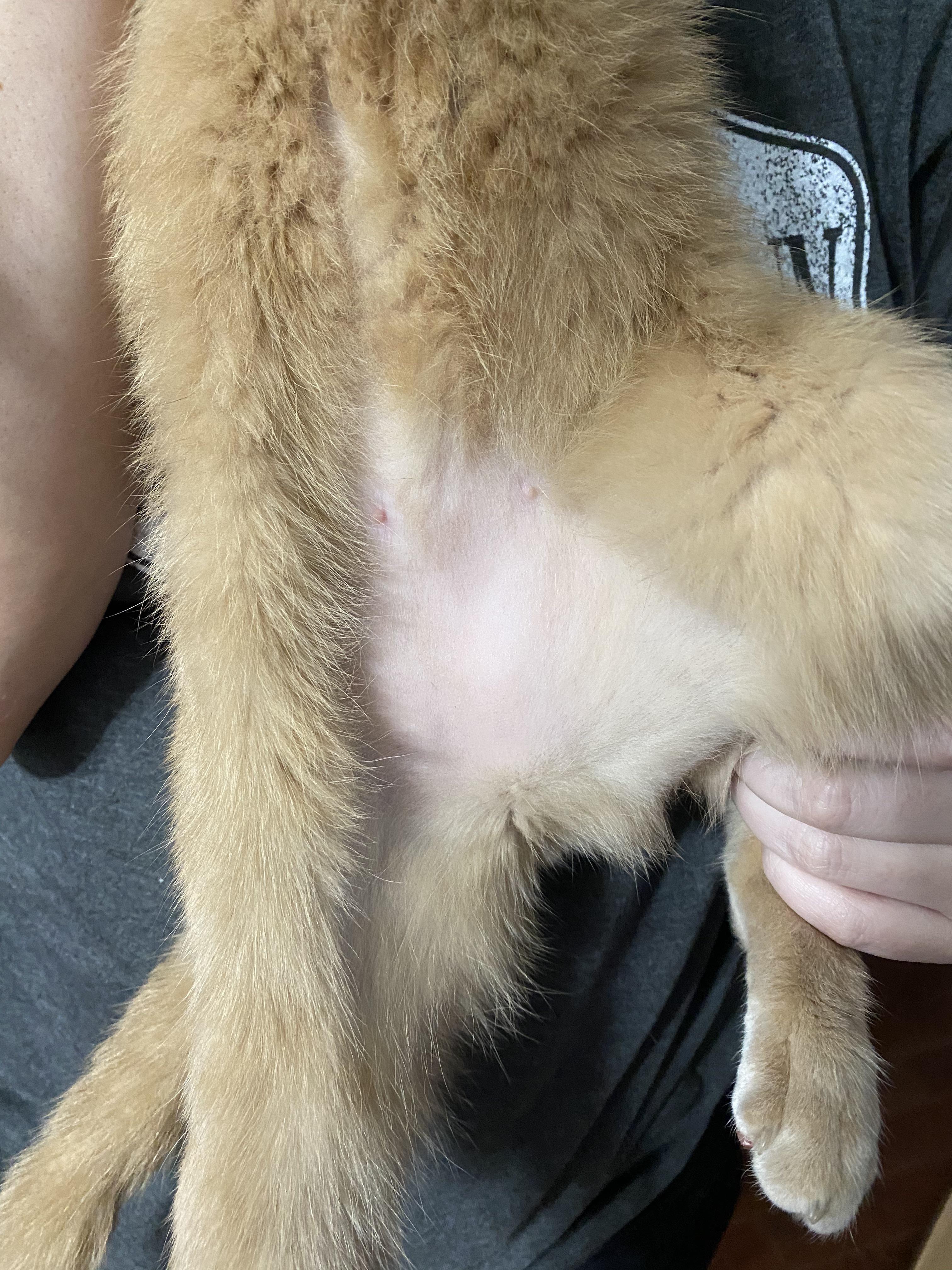 Any advice to cats losing hair? I just got back from a weekend trip and noticed all the hair on