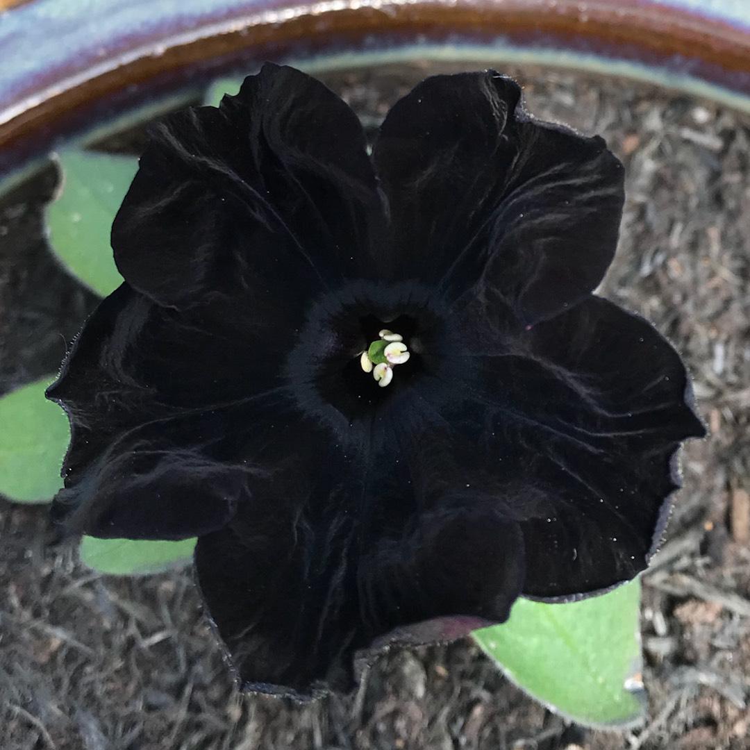 Natural Black Flower