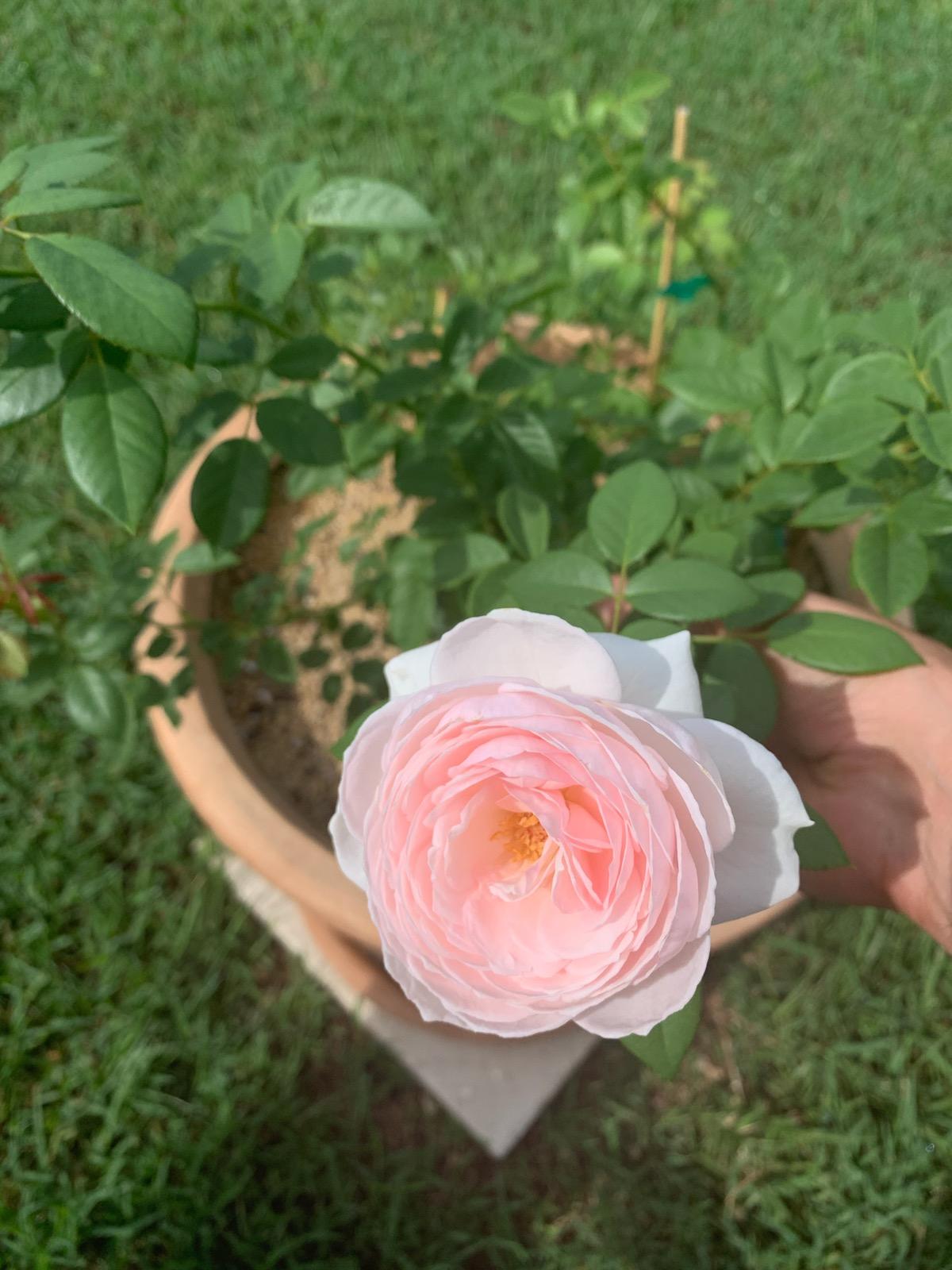Earth angel Rose (zone 10a florida) r/Roses