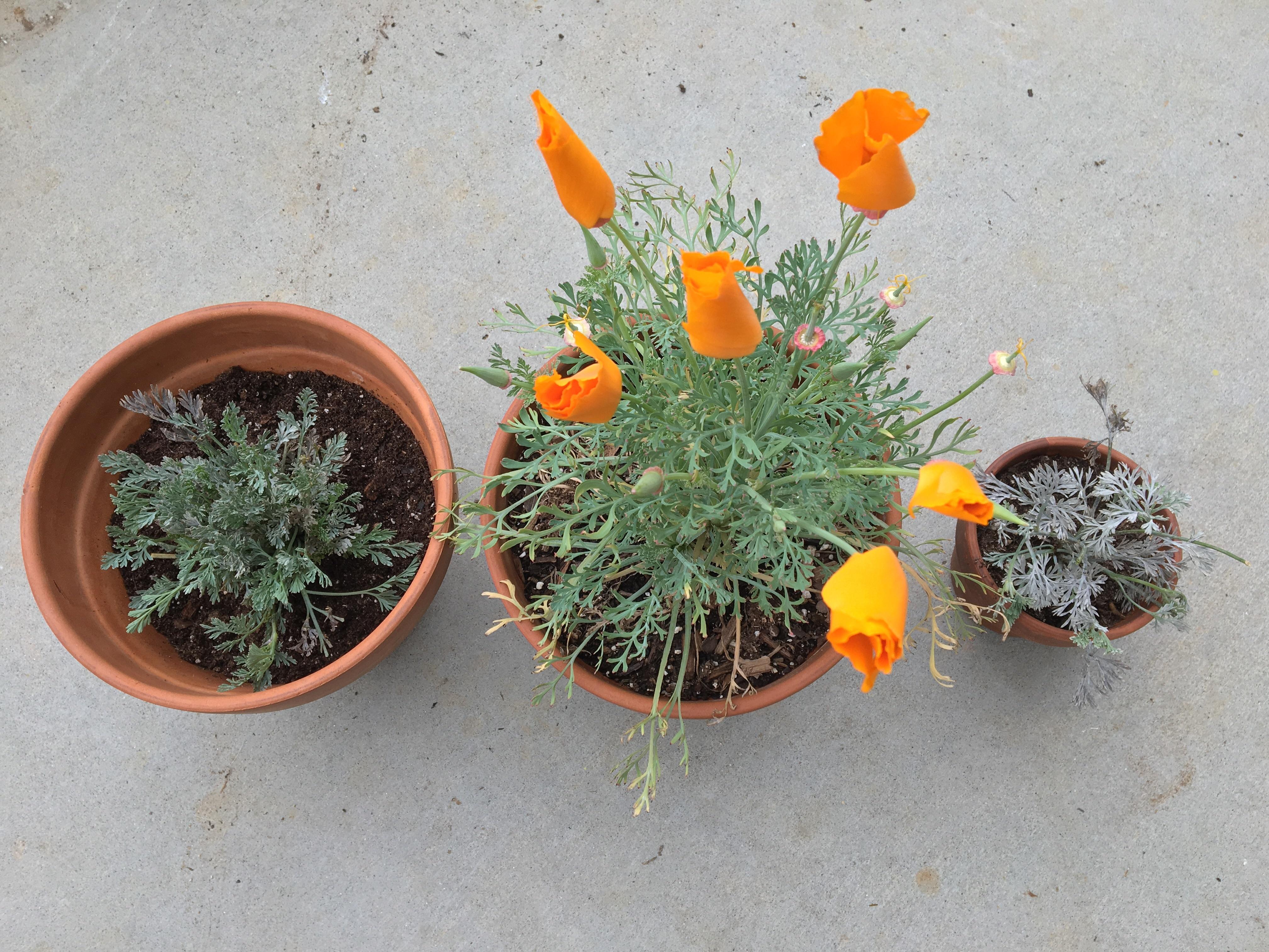 Three different California poppy plants. One domestic and two