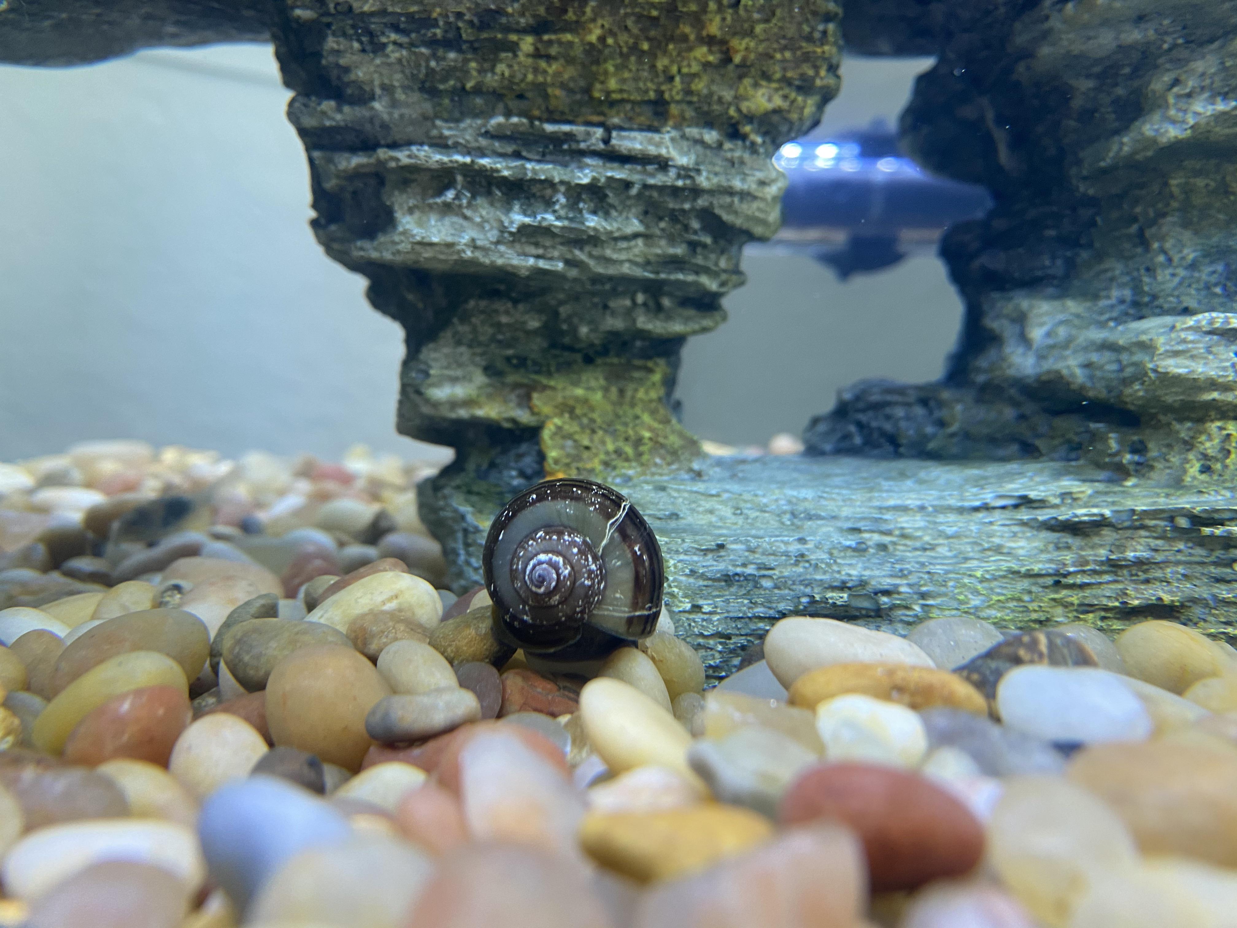 mystery snail white spots, is this bad? r/aquarium