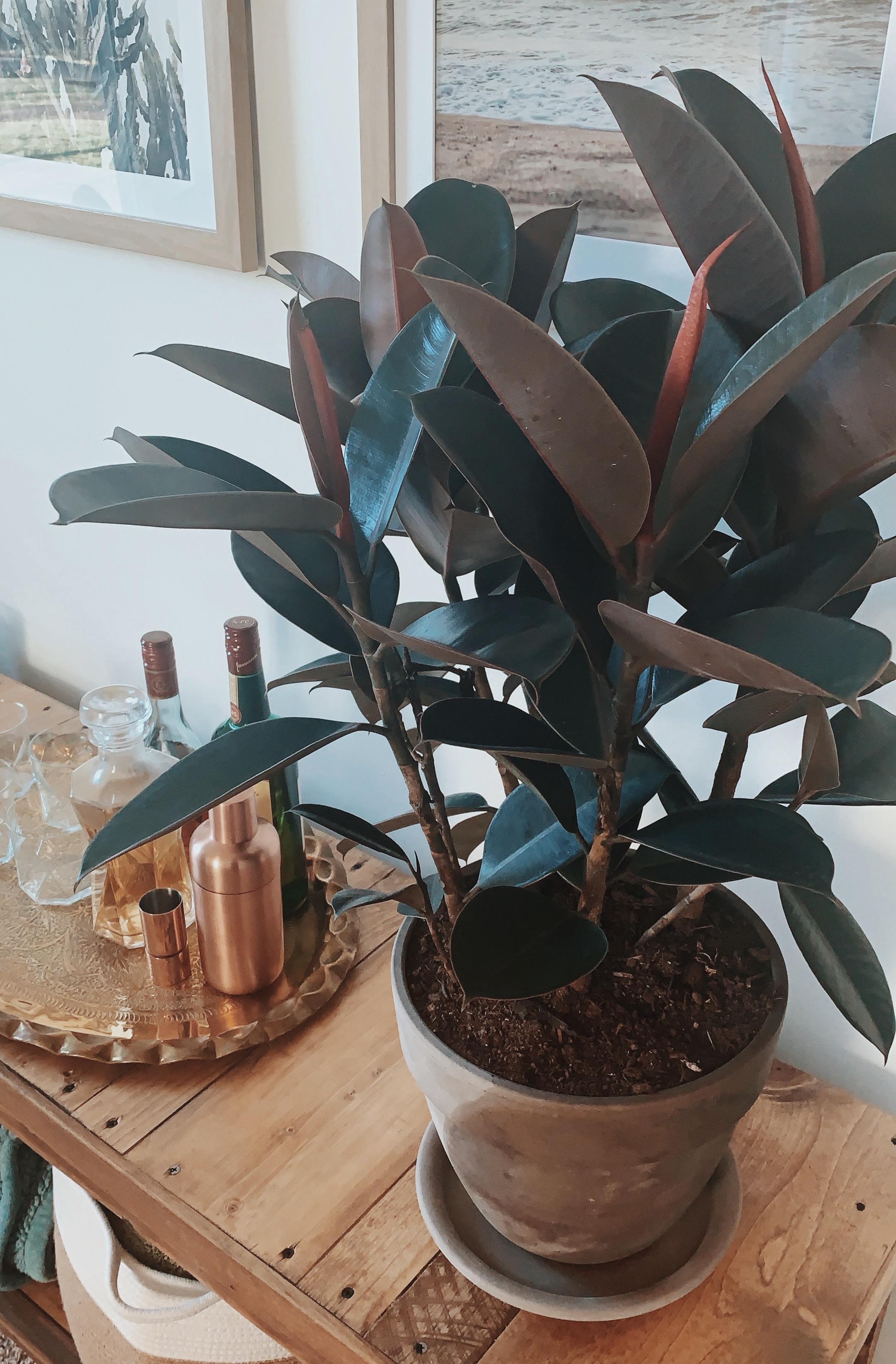 I really have to say that the Reddit houseplant community is full of