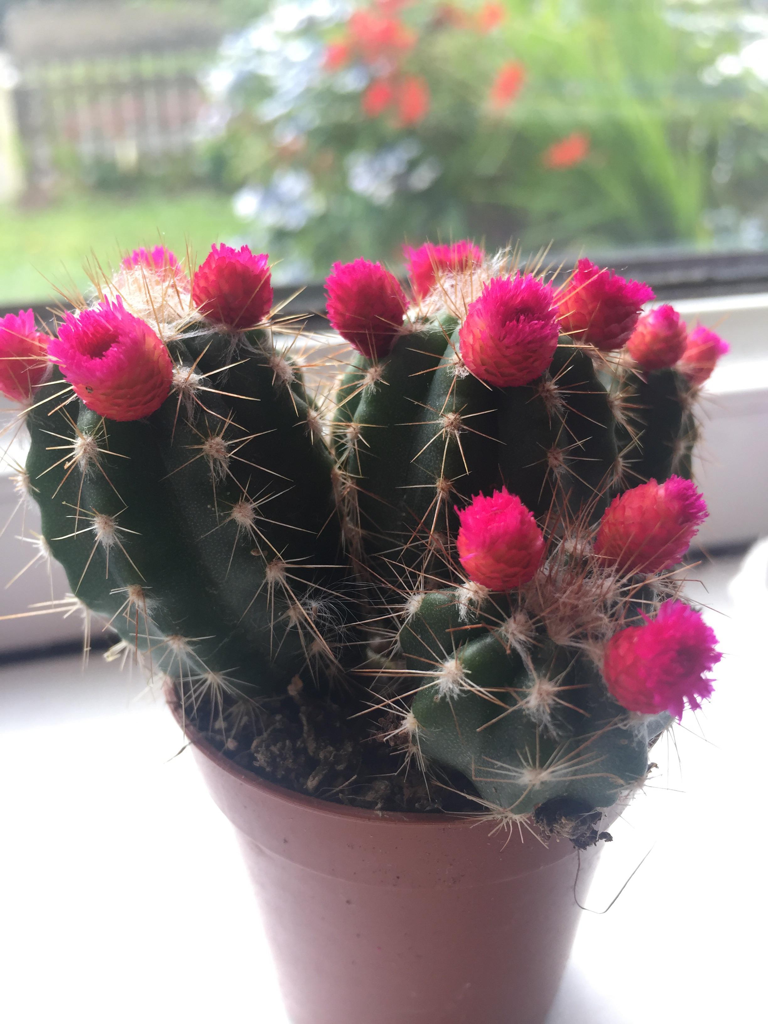 47 Hilarious Fake It Flowers Puns Punstoppable 🛑