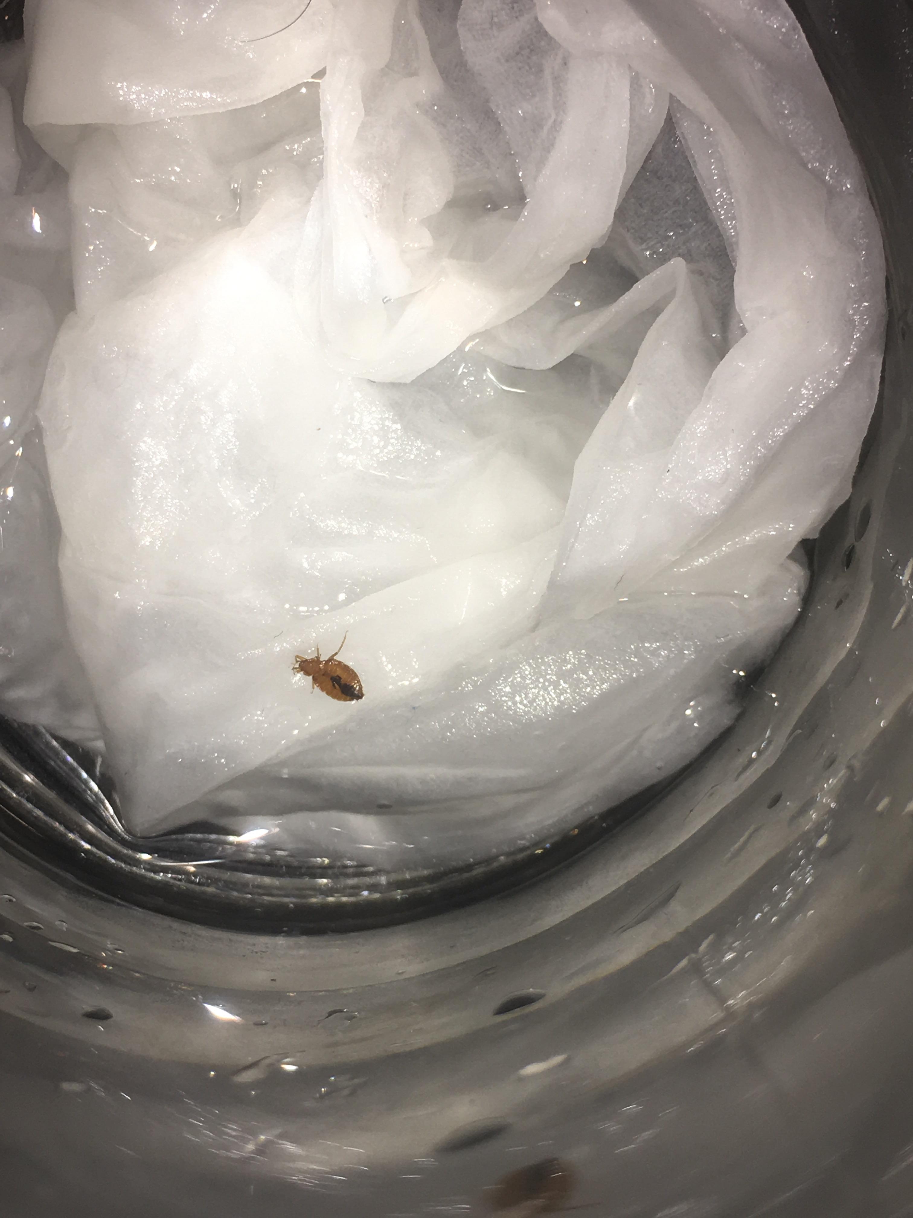 I know nothing about bed bugs and I just found this lil guy. What