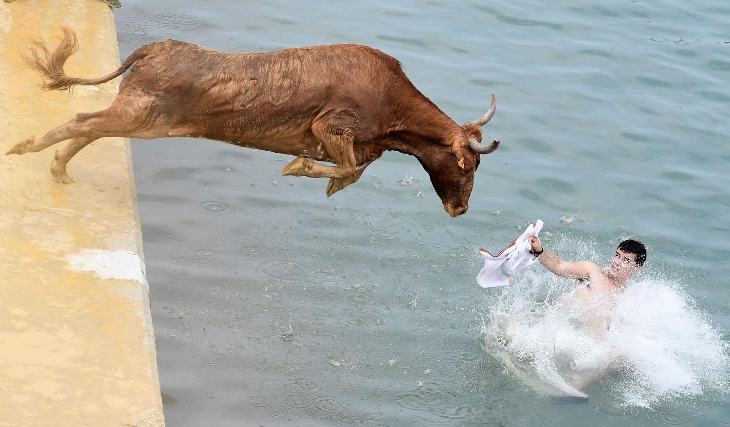 PsBattle Bull jumping into the water