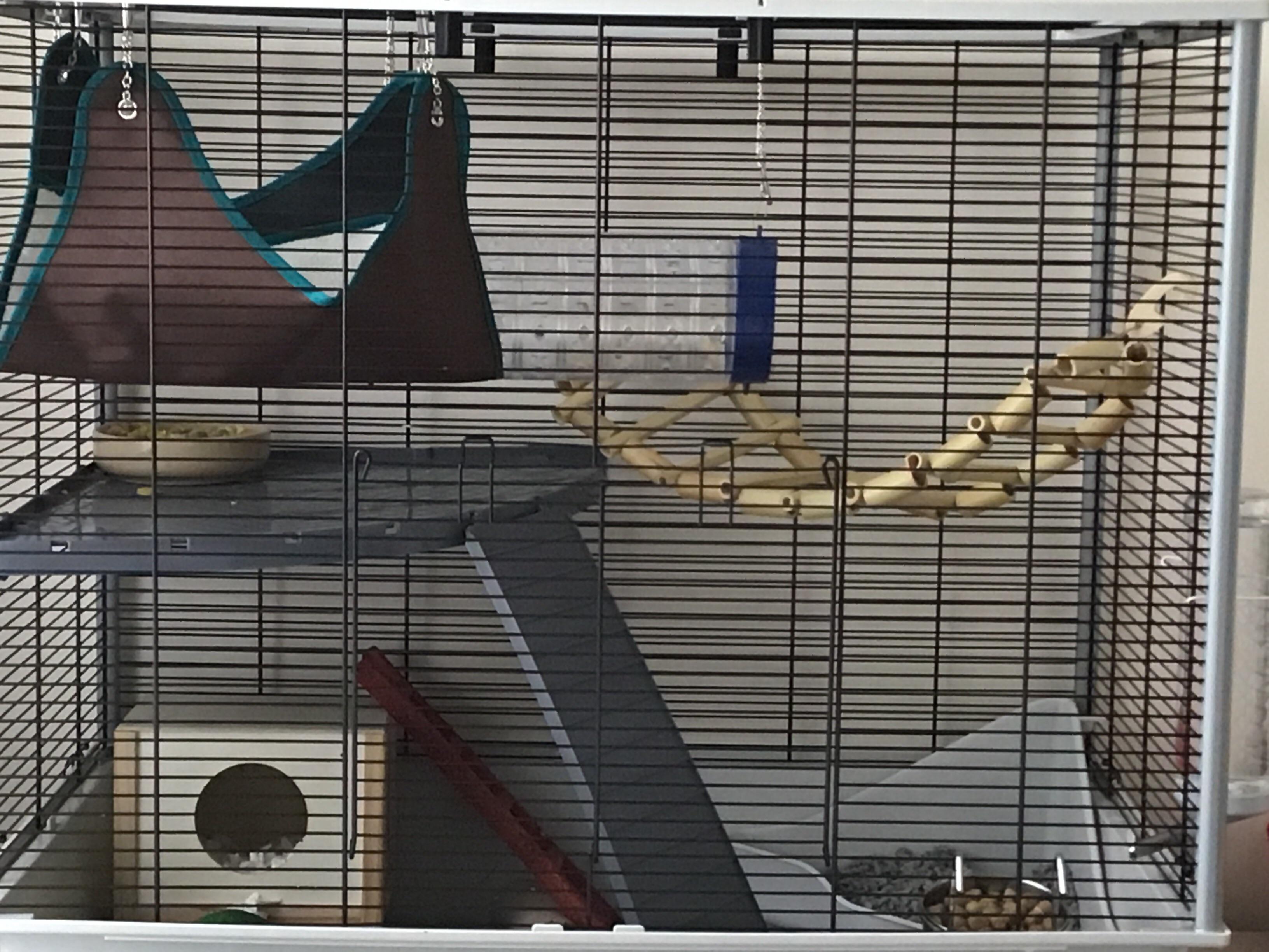 my rats cage! tell me what i could add. r/RATS