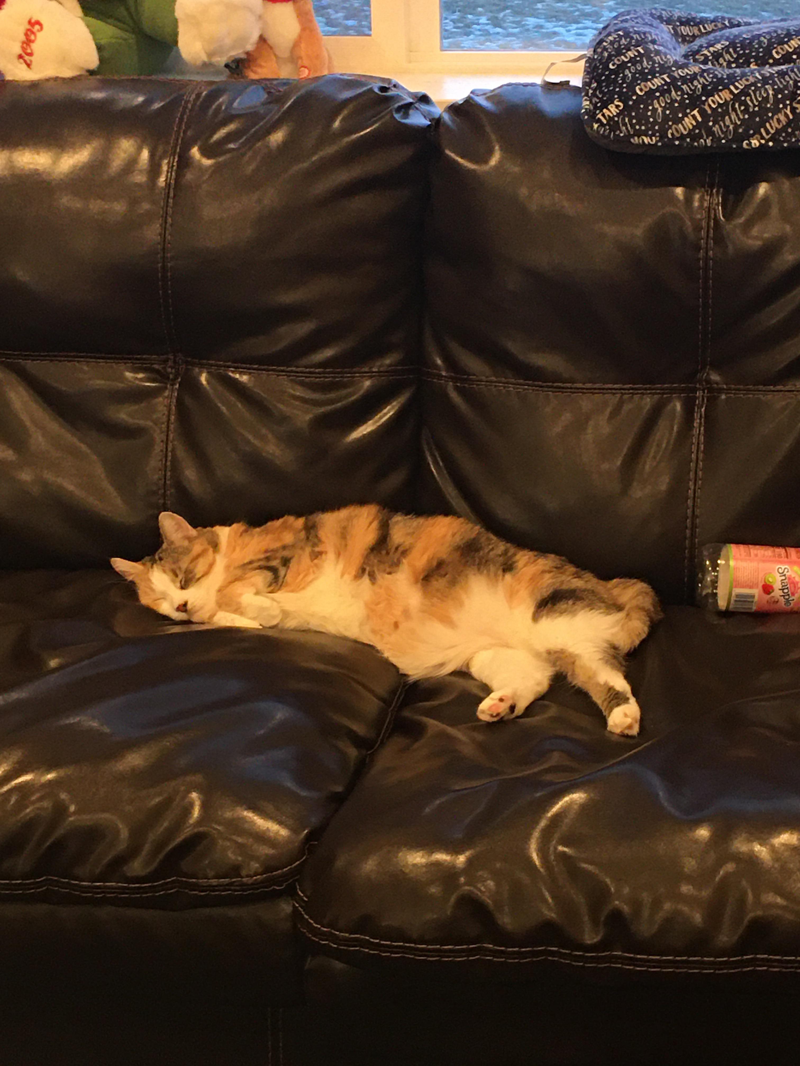 Why does my cat look like a loaf of bread r/shittyfoodporn