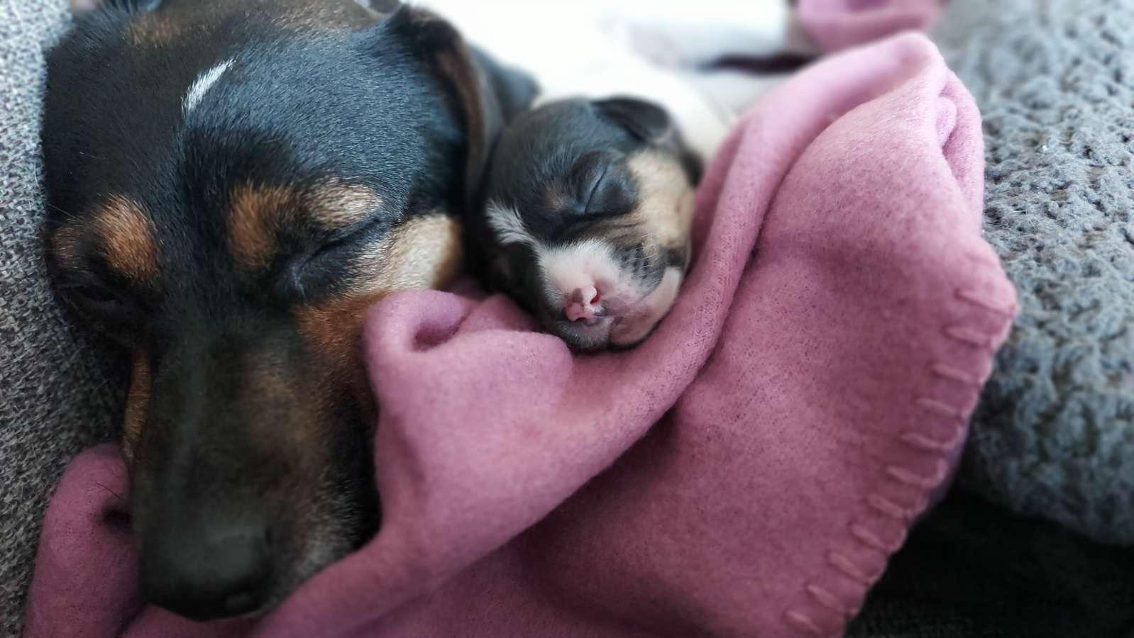 Newborn puppy and her mom r/aww