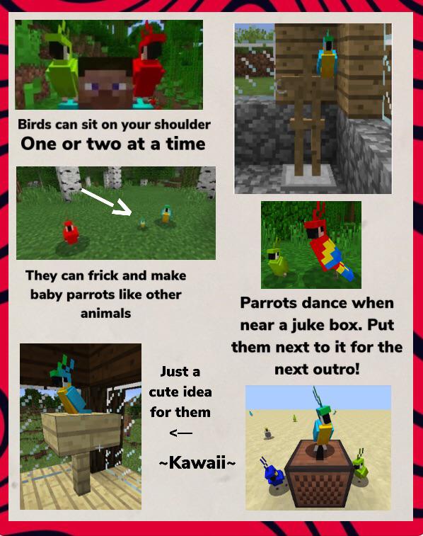 A guide for parrots! I couldn’t fit this but don’t feed them cookies