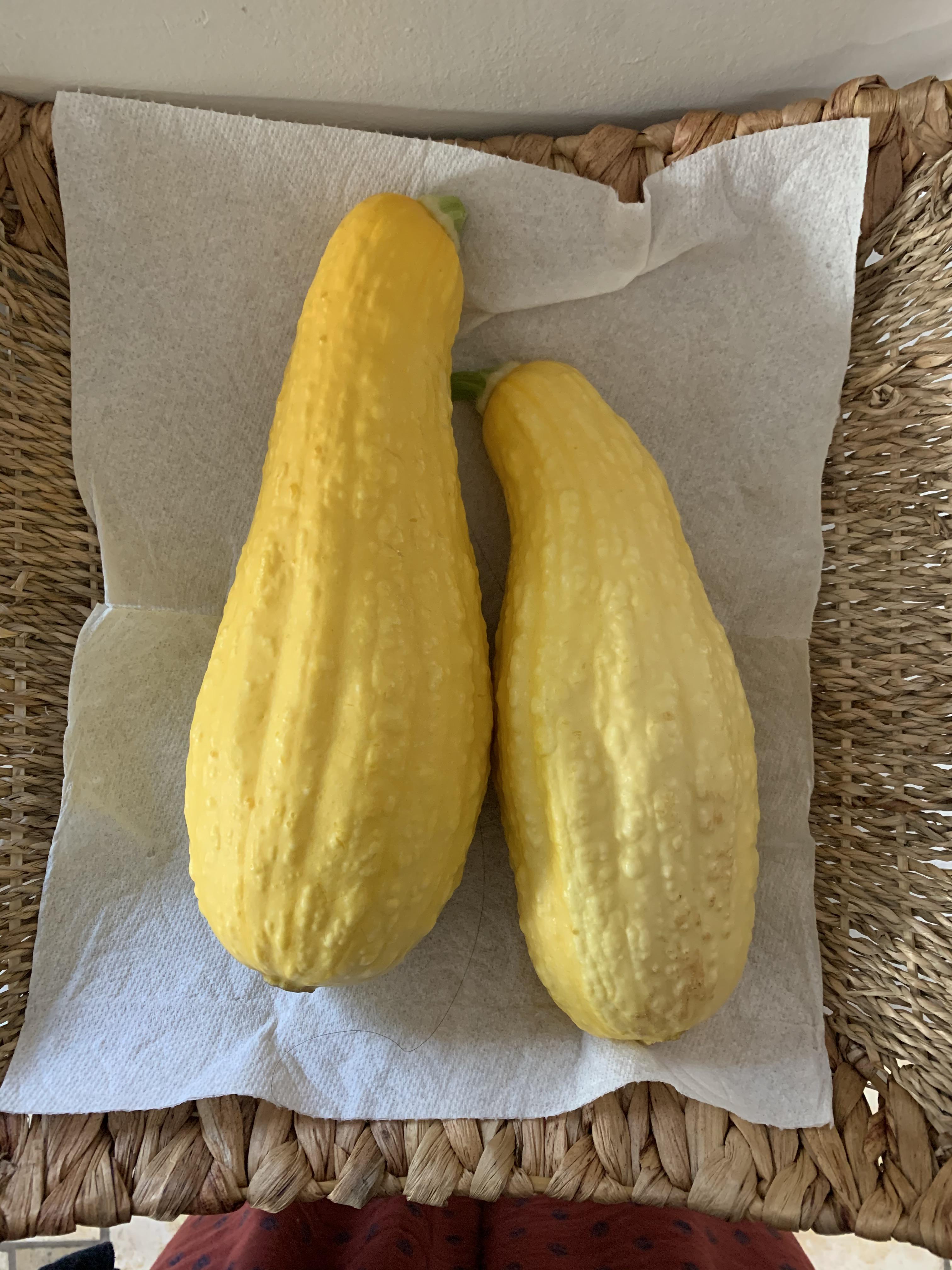 My first harvest!!! So proud of my squash babies r/vegetablegardening