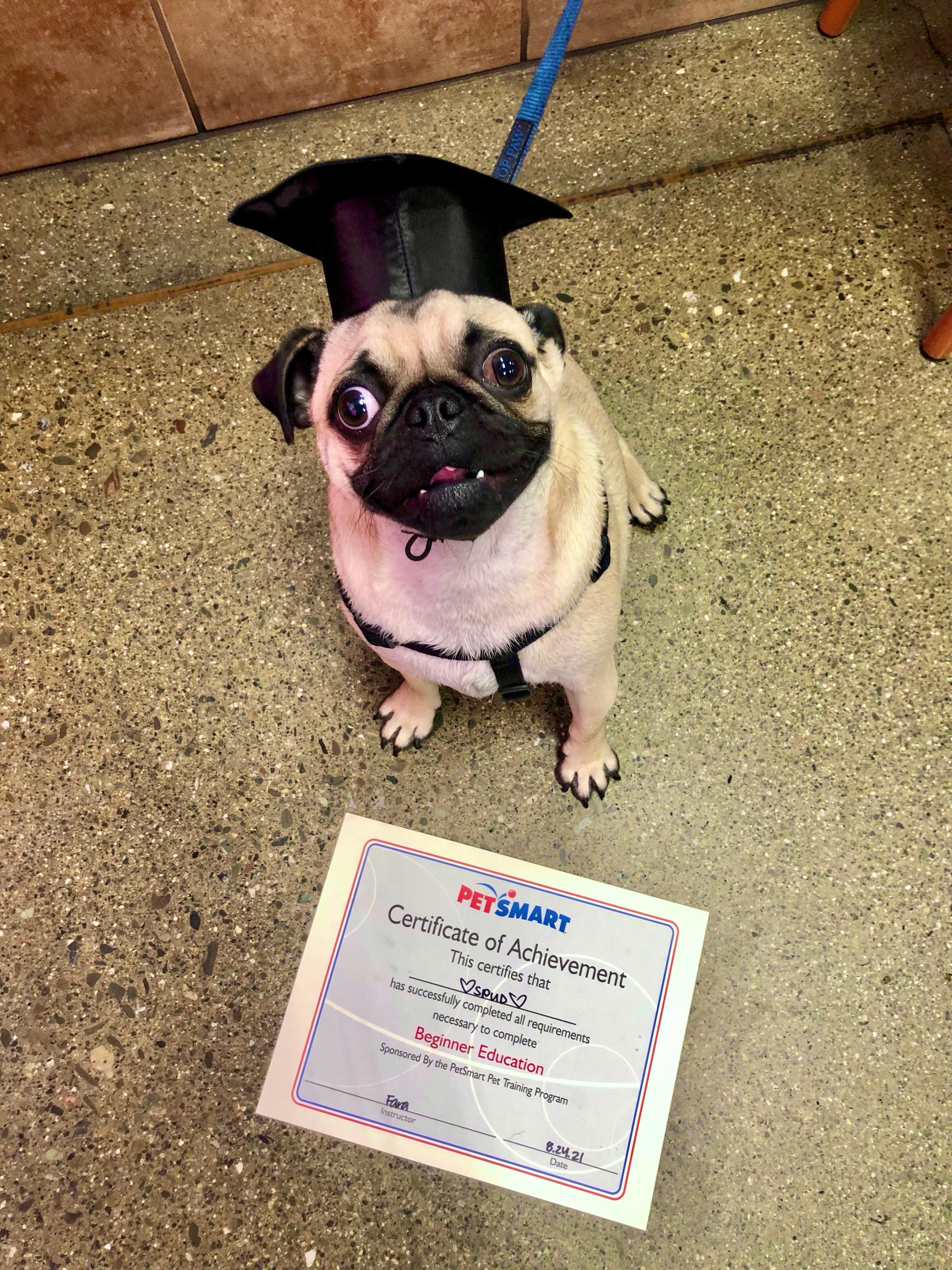 Spud graduated from obedience school yesterday! r/pugs