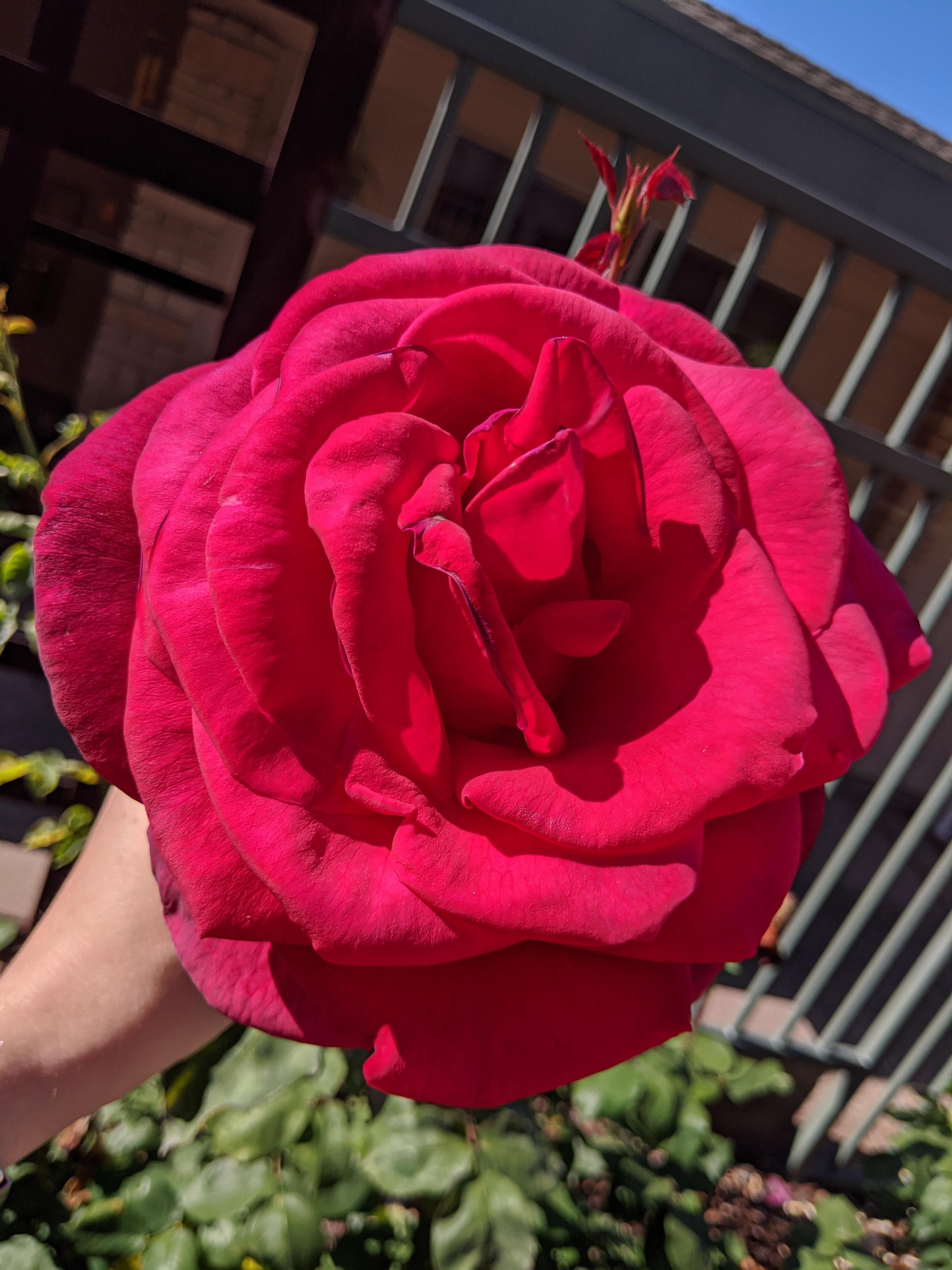 Trying to unravel what rose this is, from a churchyard in Zone 10a, CA