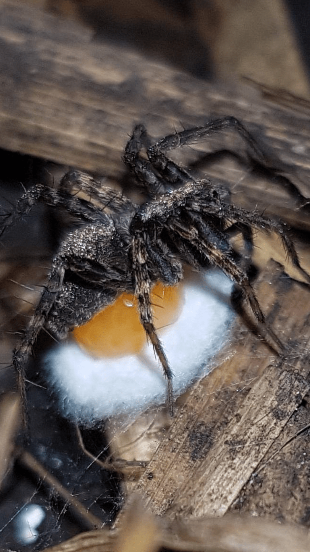 Wolf spider laying eggs. r/spiders