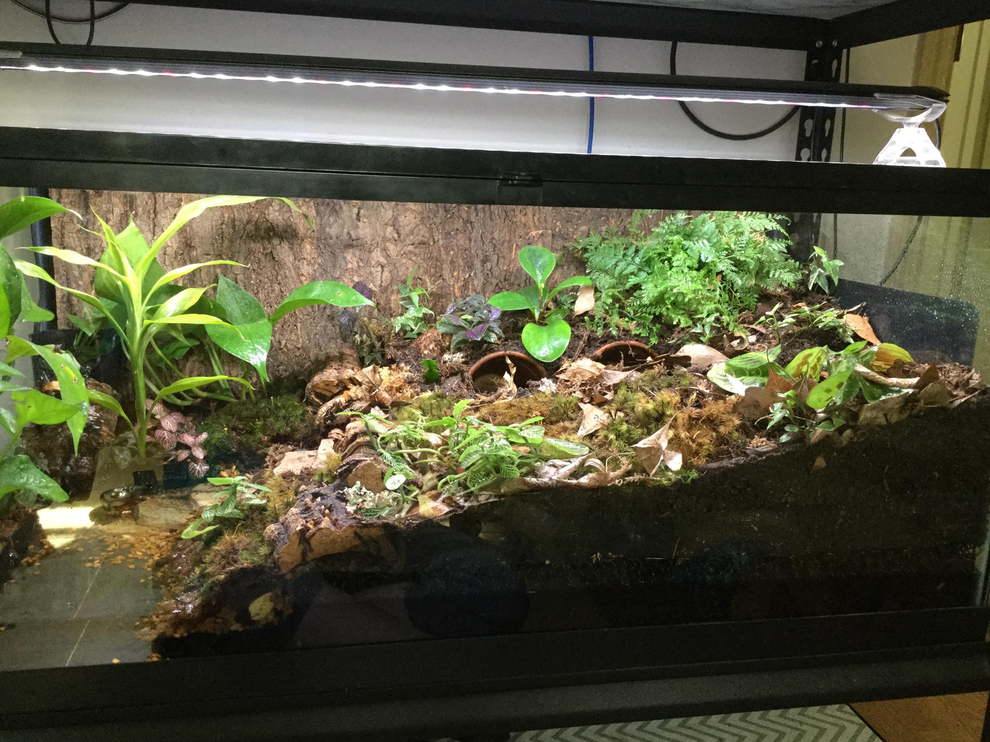 My Toad Abode home to 2 American Toads! r/HerpHomes
