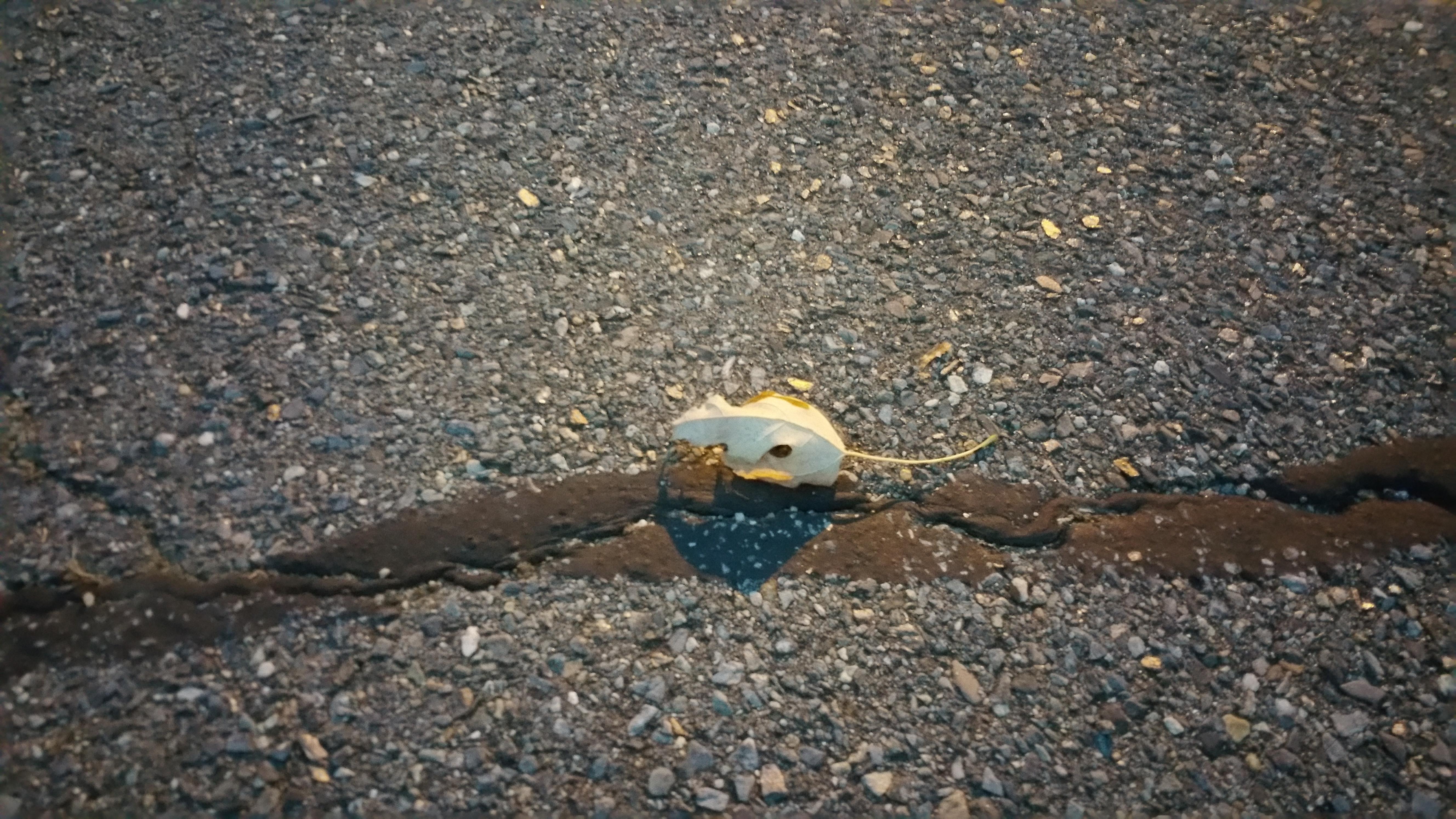 This leaf looks like a rat r/mildlyinteresting