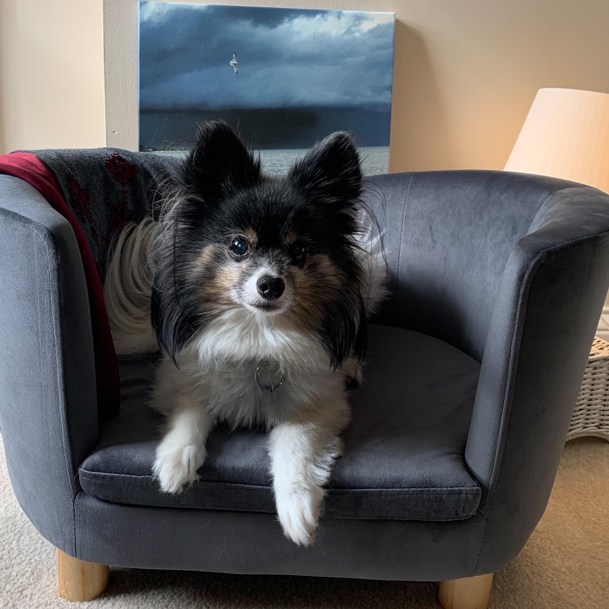 How frickin’ cute is this Aldi dog sofa?! Think my dog (Humphrey) likes