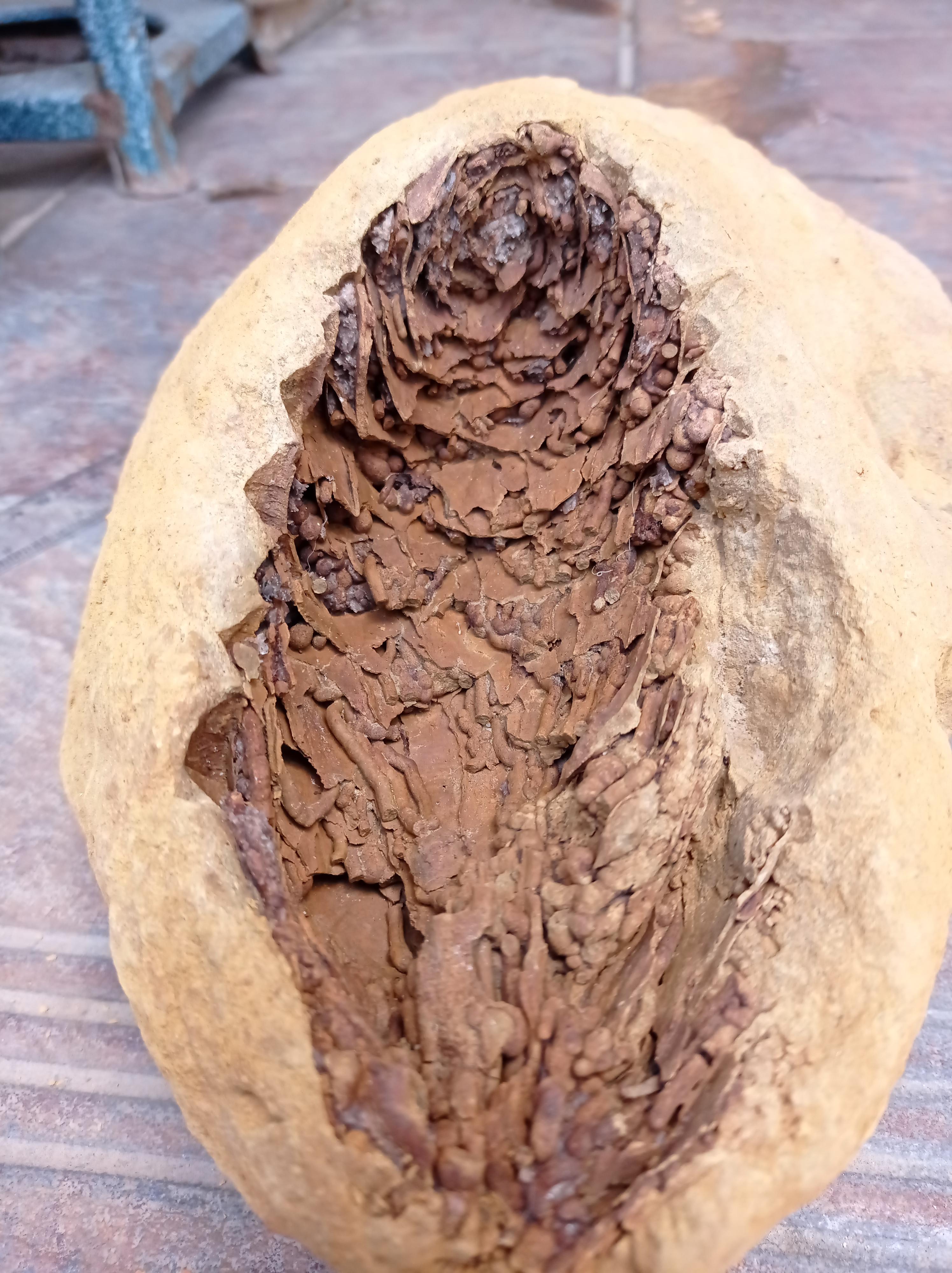 Found in South Alberta, Canada, near the top of a mountain in the