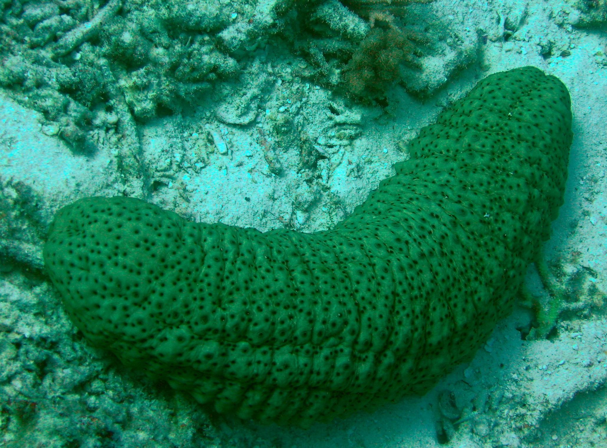 Sea Cucumber r/ProperAnimalNames