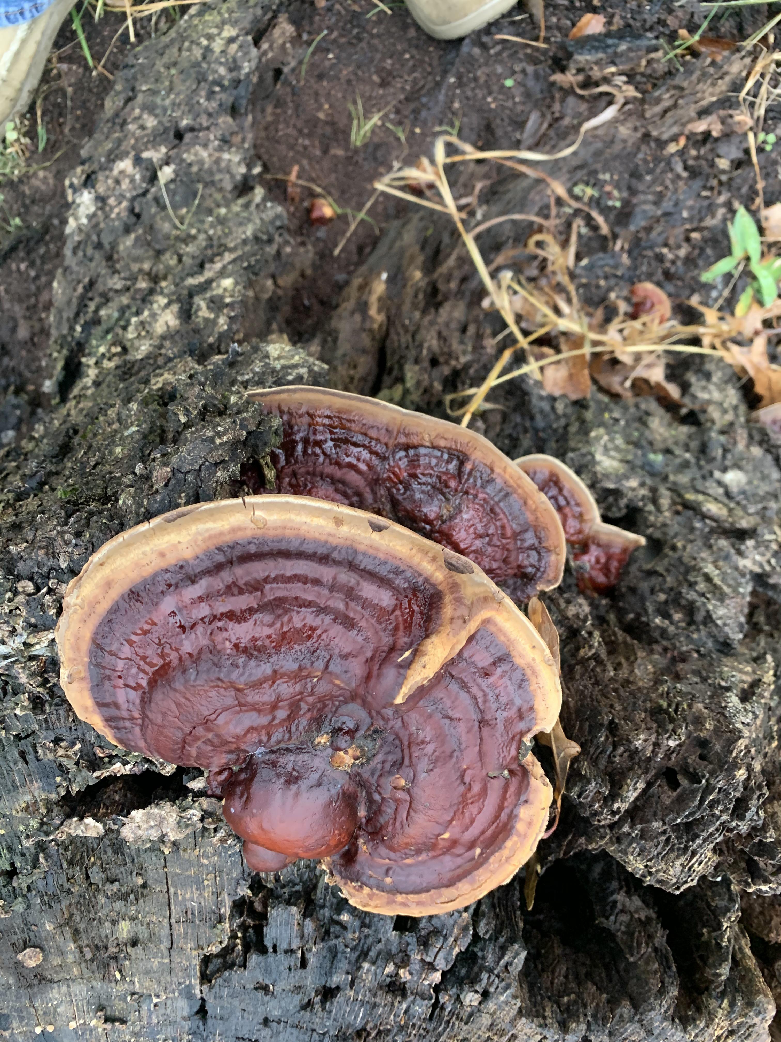Turkey Tail? Southwest Missouri r/mushroom_hunting