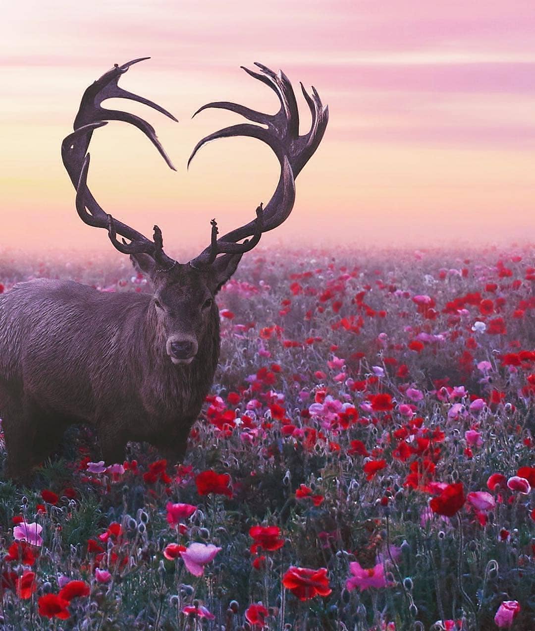 Deer standing amidst flowers. r/pics