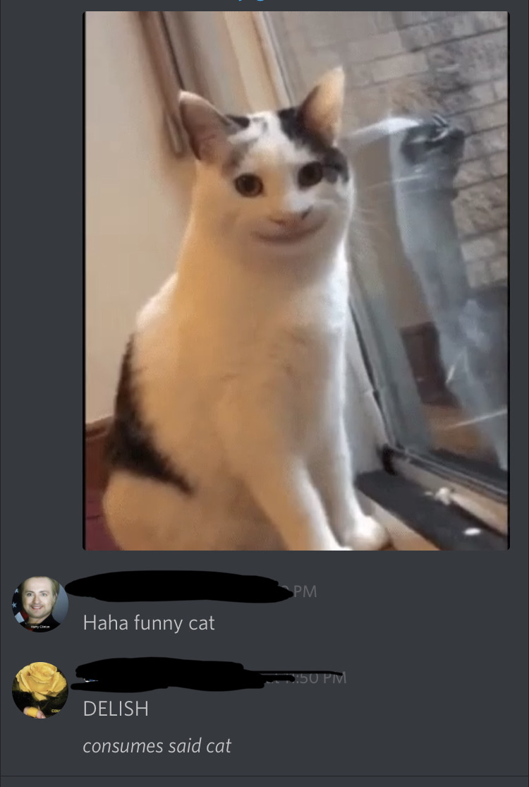 Cursed Cat Meme Gif kropkowekocie