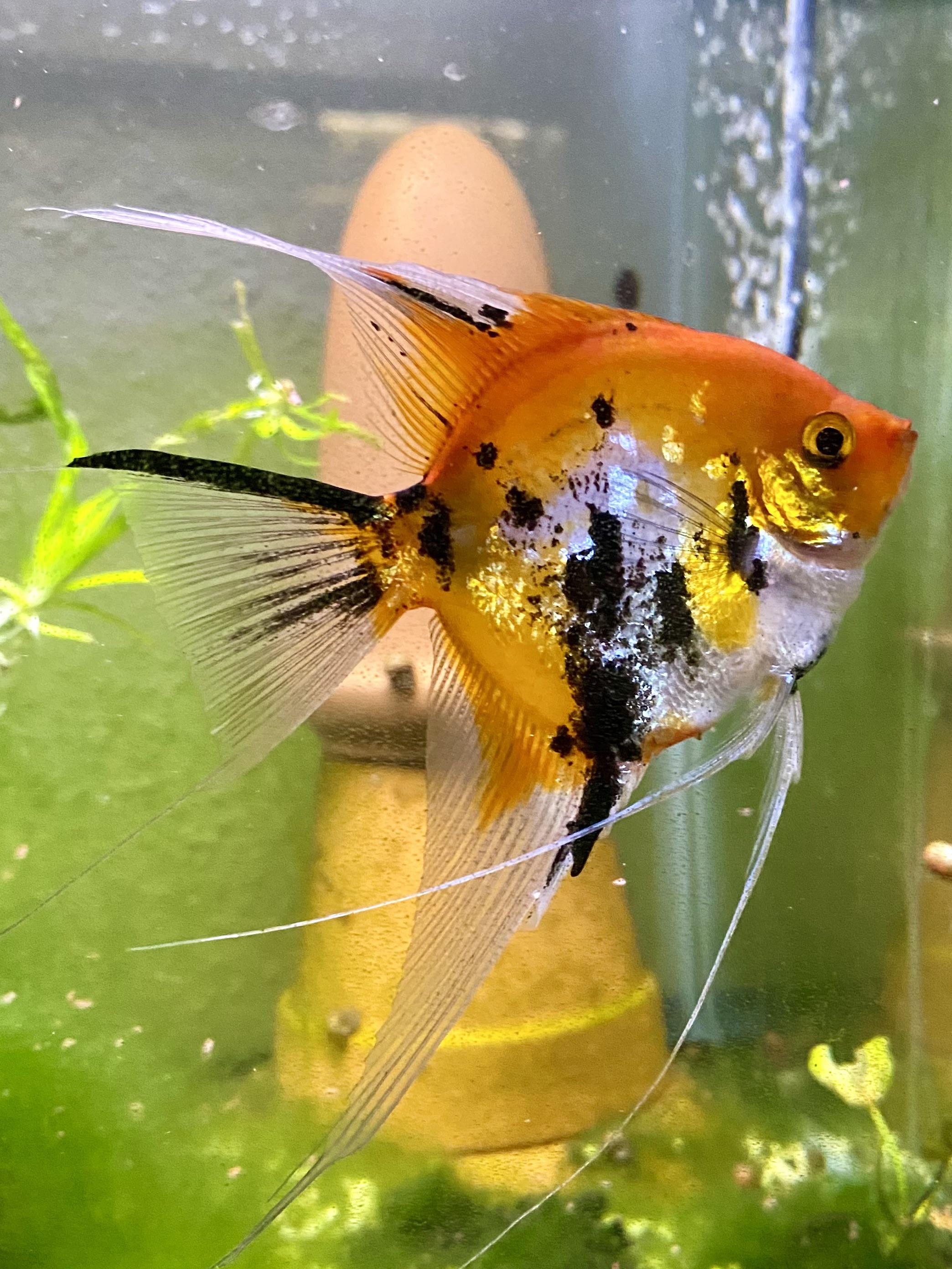 Koi Angelfish