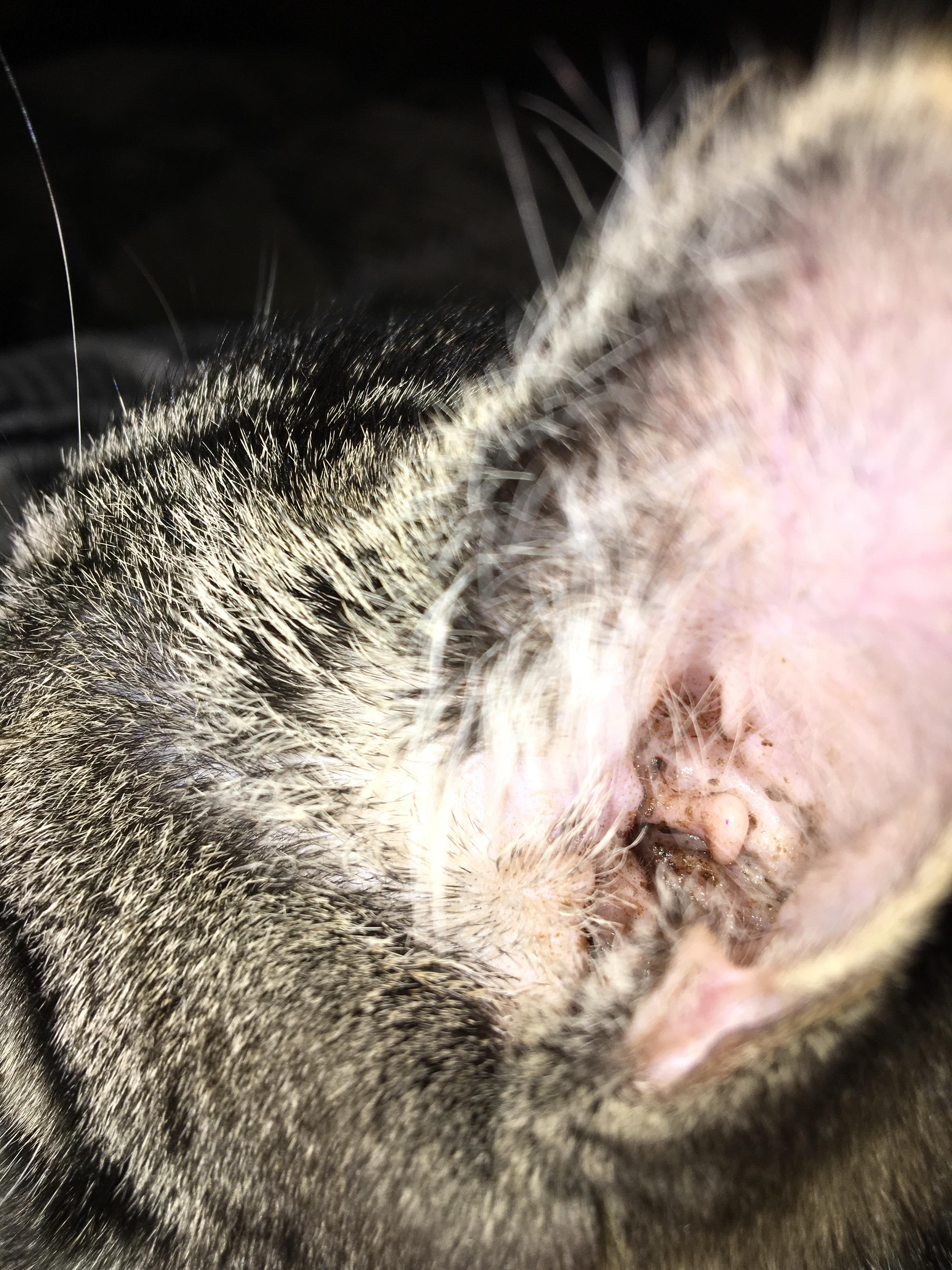 Does my cat have mites or just a lot of ear wax? cats