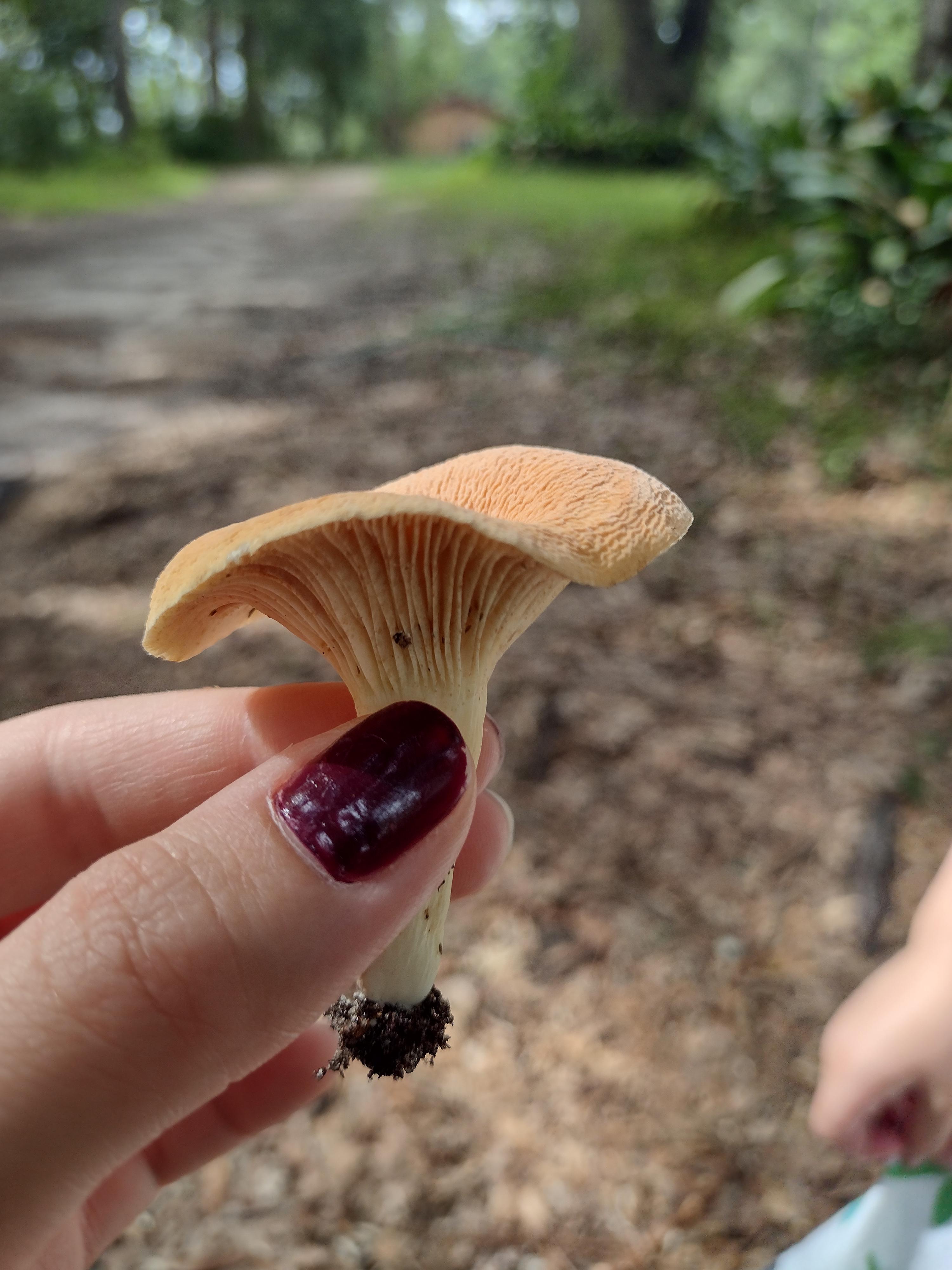 chanterelle? north Florida r/Mushrooms