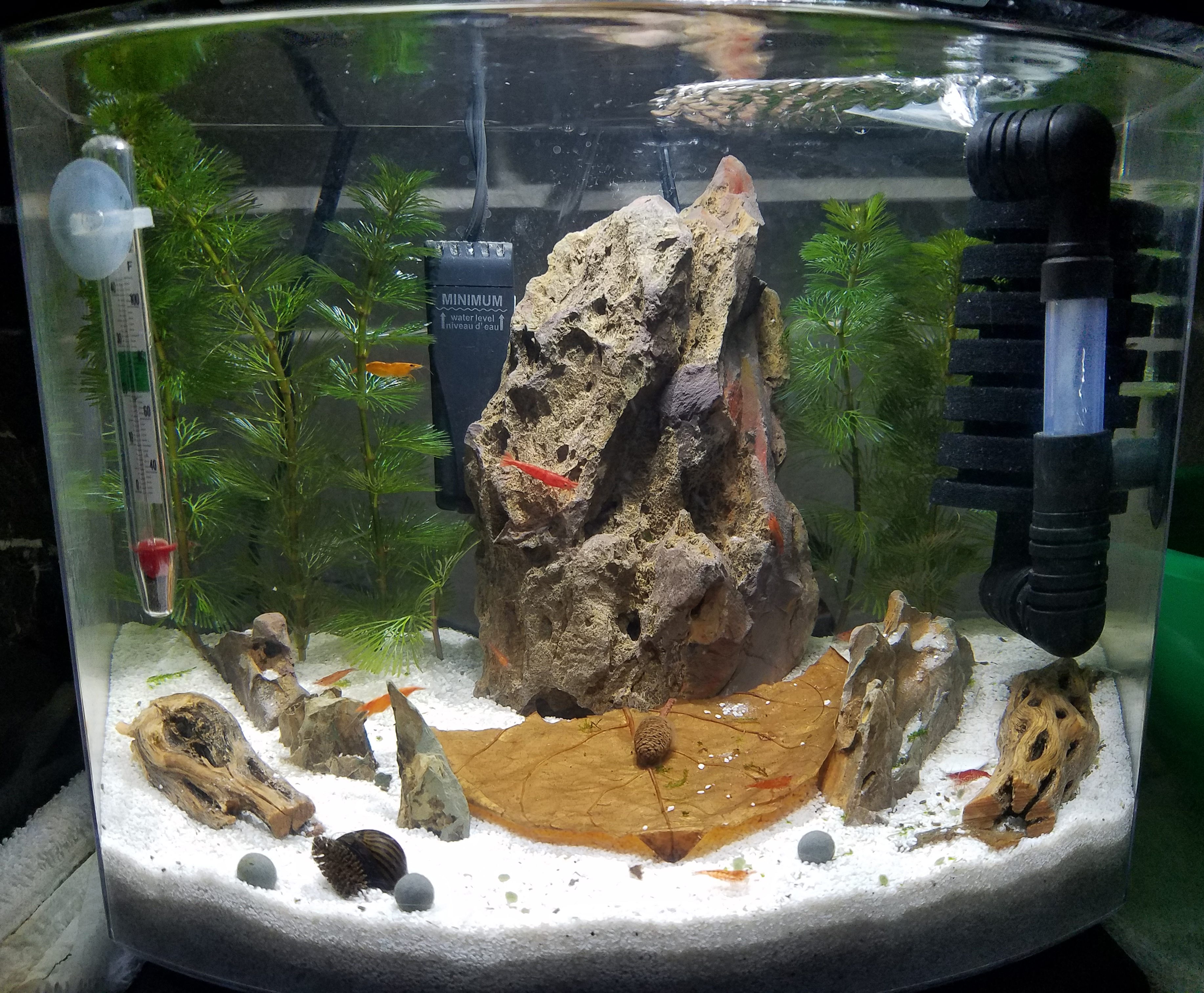 Stocked 2.5G Shrimp Tank r/Aquariums